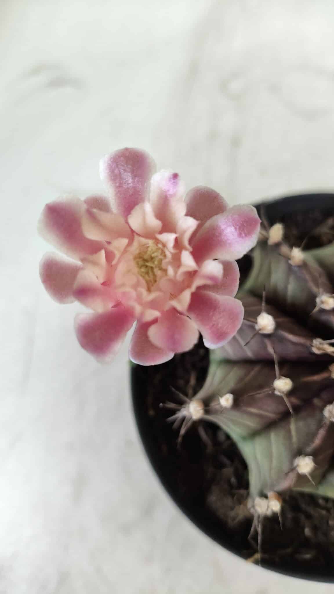 GYMNOCALYCIUM Mihanovichii  Nº 405 – vaso 11