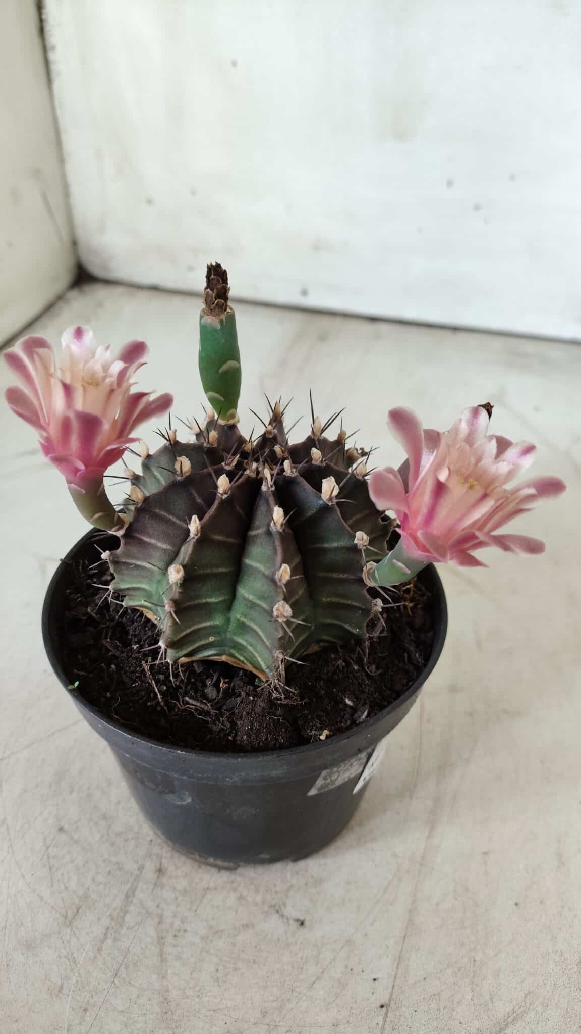 GYMNOCALYCIUM Mihanovichii  Nº 405 – vaso 11