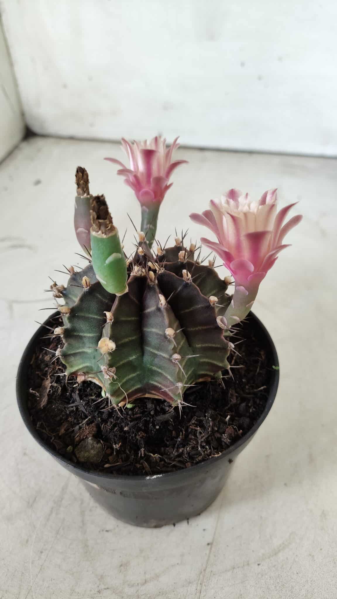 GYMNOCALYCIUM Mihanovichii  Nº 405 – vaso 11