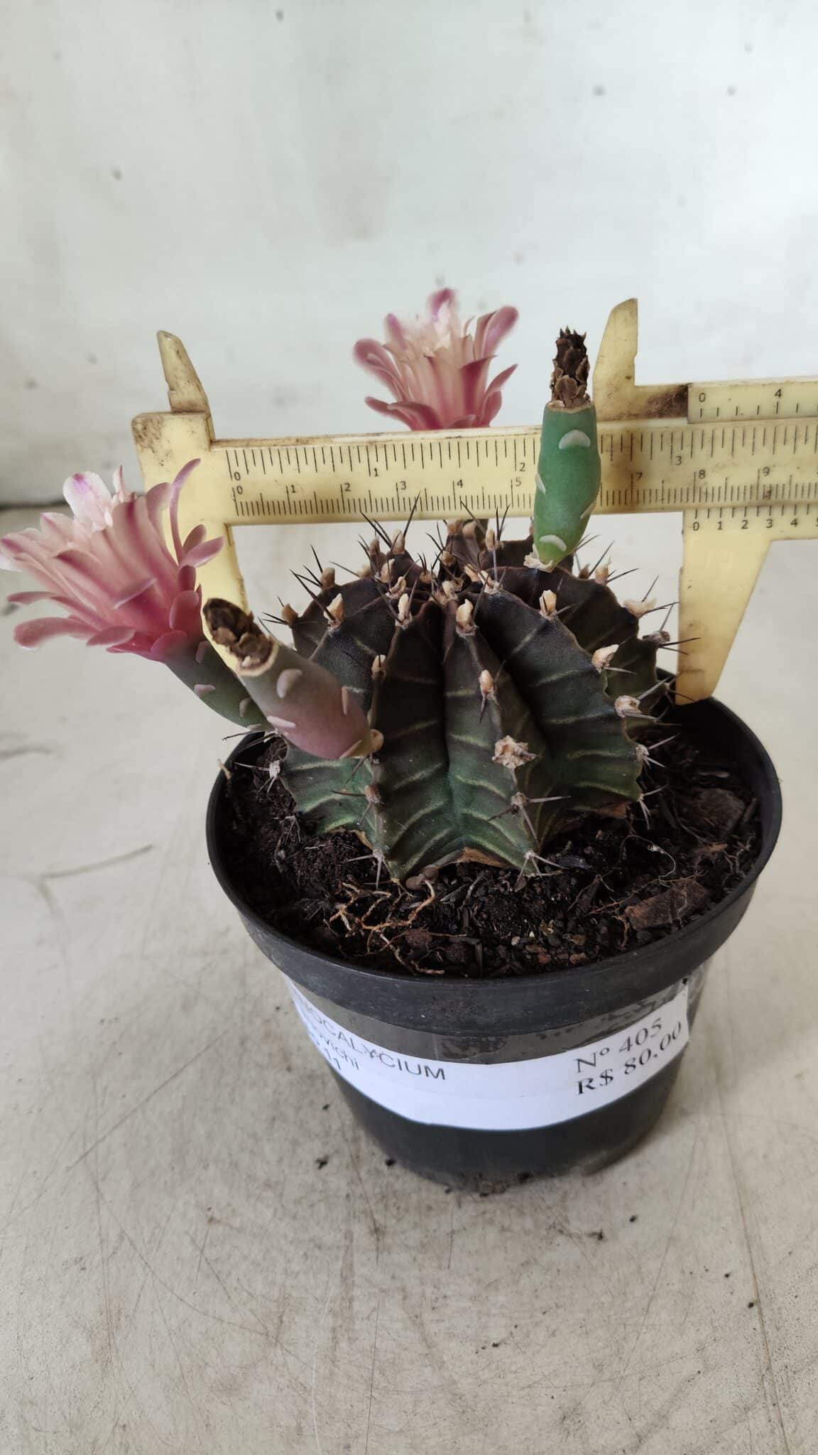 GYMNOCALYCIUM Mihanovichii  Nº 405 – vaso 11
