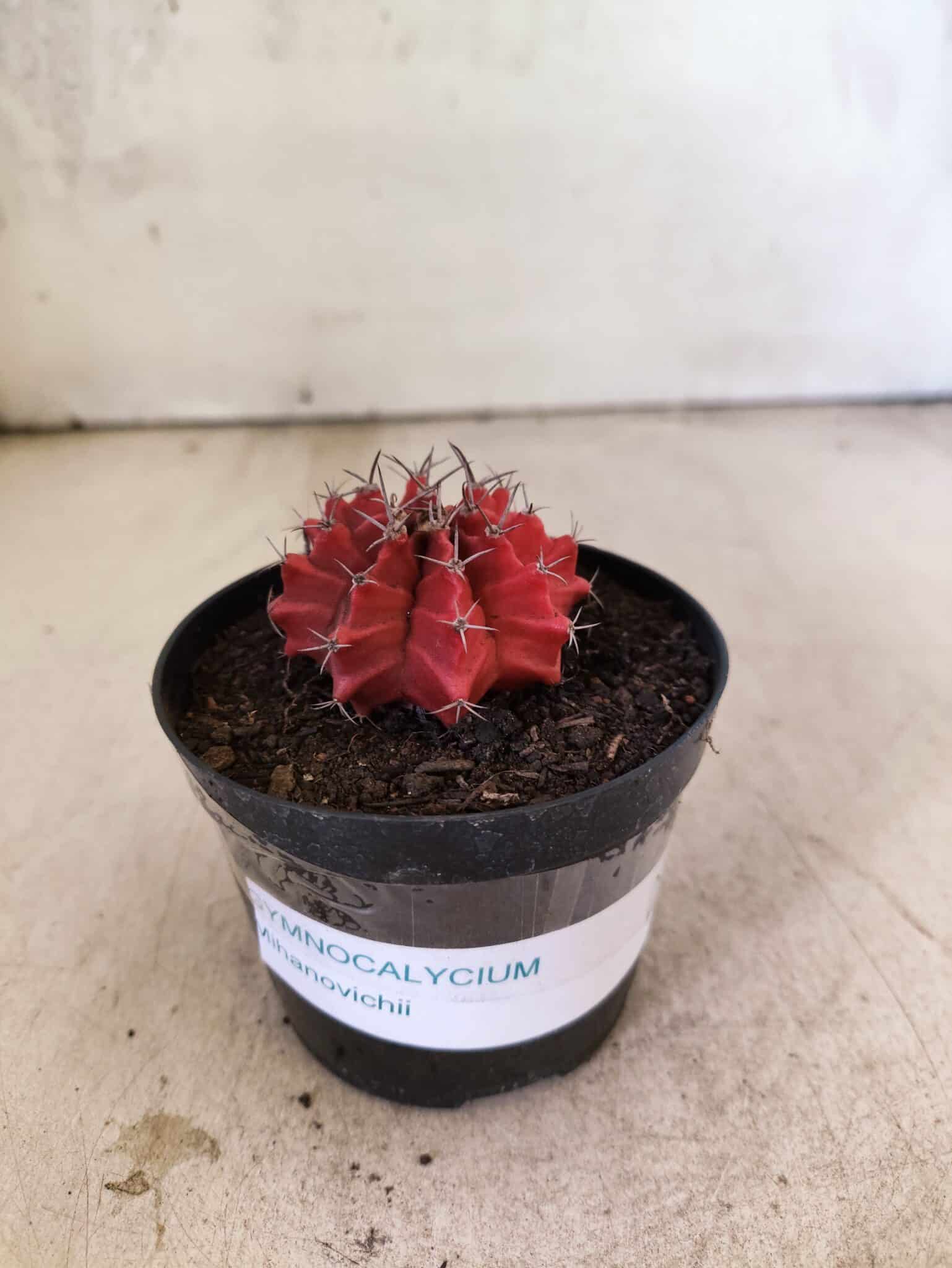 GYMNOCALYCIUM Mihanovichii  Nº 610 – vaso 09 - foto 2