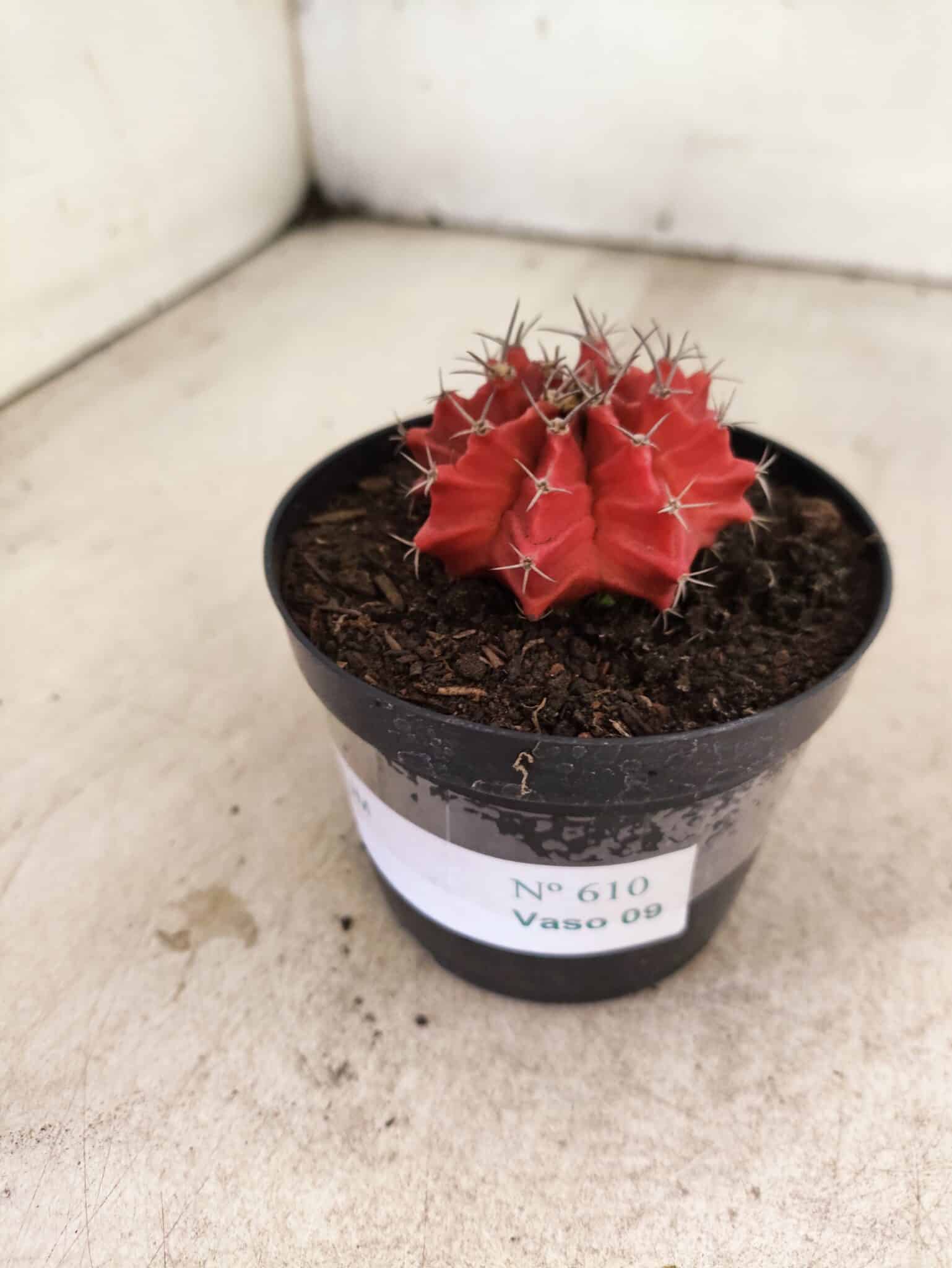 GYMNOCALYCIUM Mihanovichii  Nº 610 – vaso 09 - foto 8