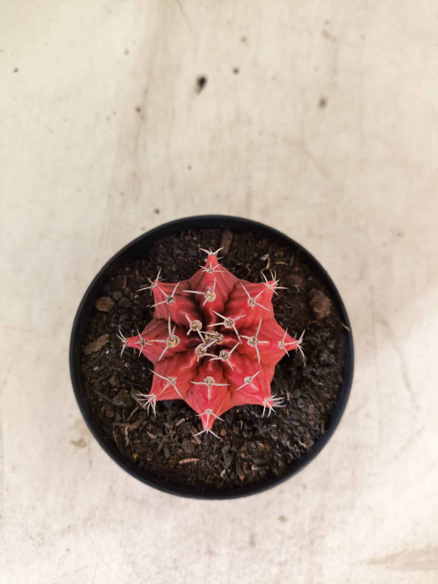 GYMNOCALYCIUM Mihanovichii  Nº 610 – vaso 09 - foto 3