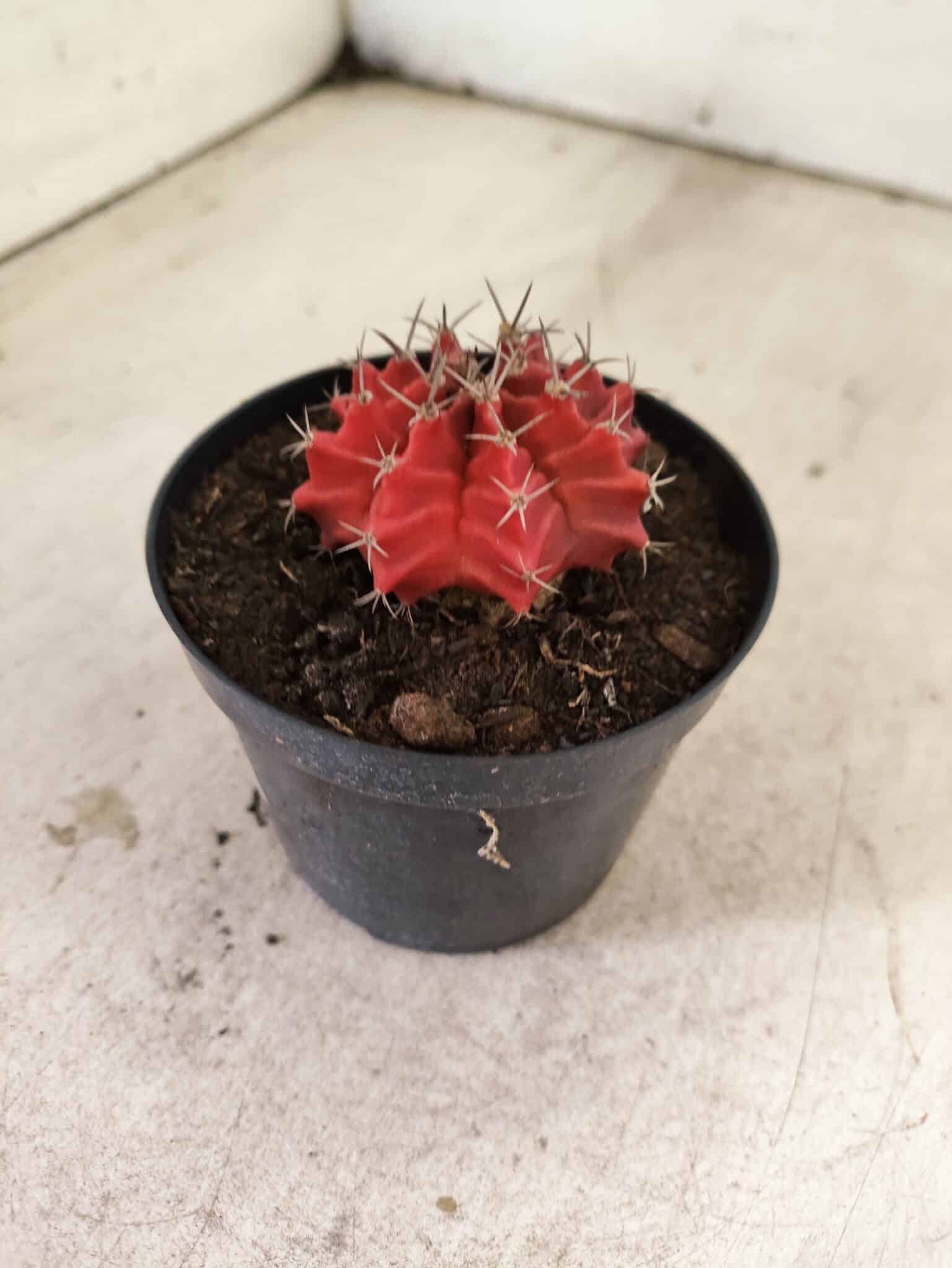 GYMNOCALYCIUM Mihanovichii  Nº 610 – vaso 09 - foto 7