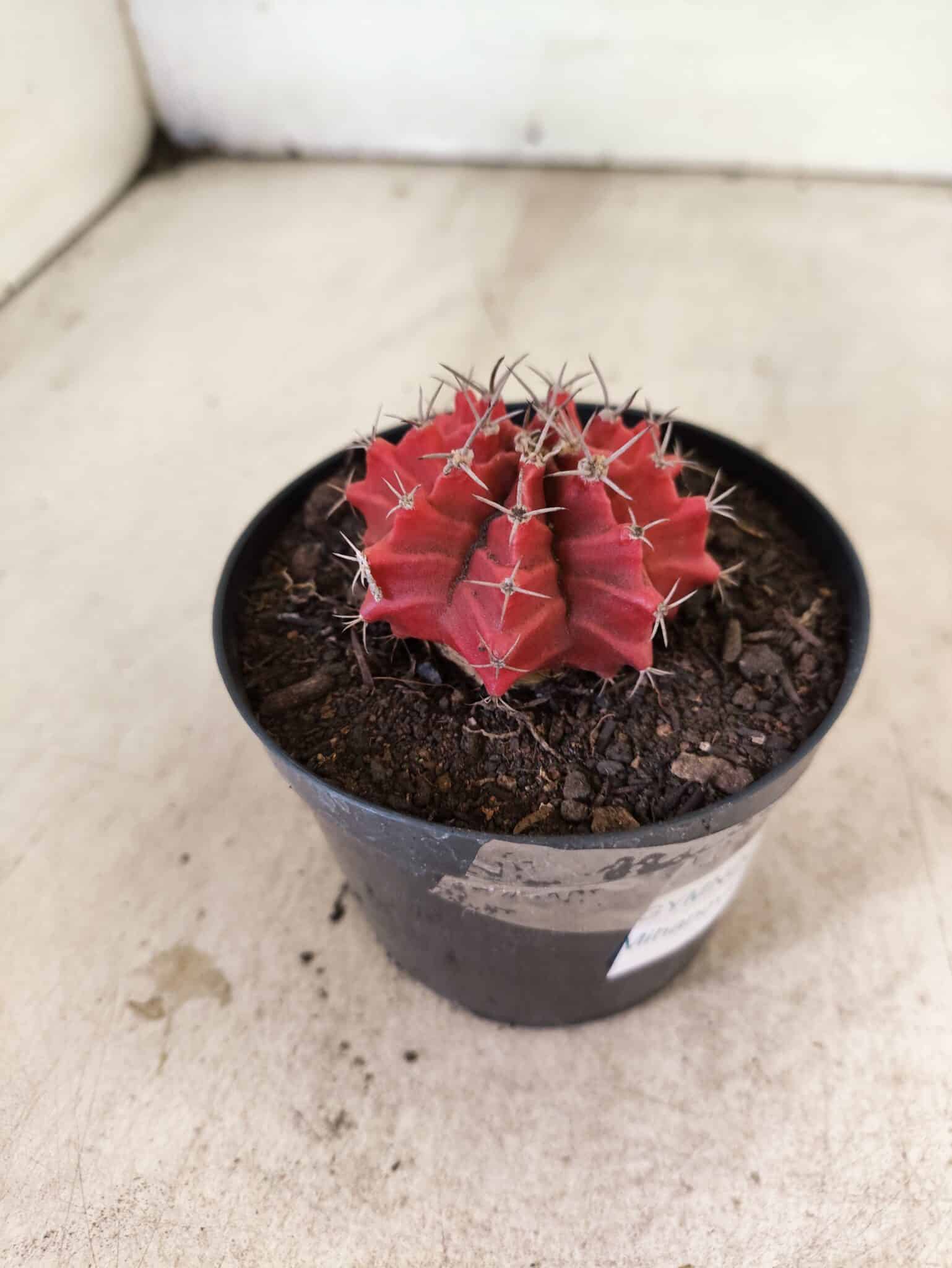 GYMNOCALYCIUM Mihanovichii  Nº 610 – vaso 09 - foto 6