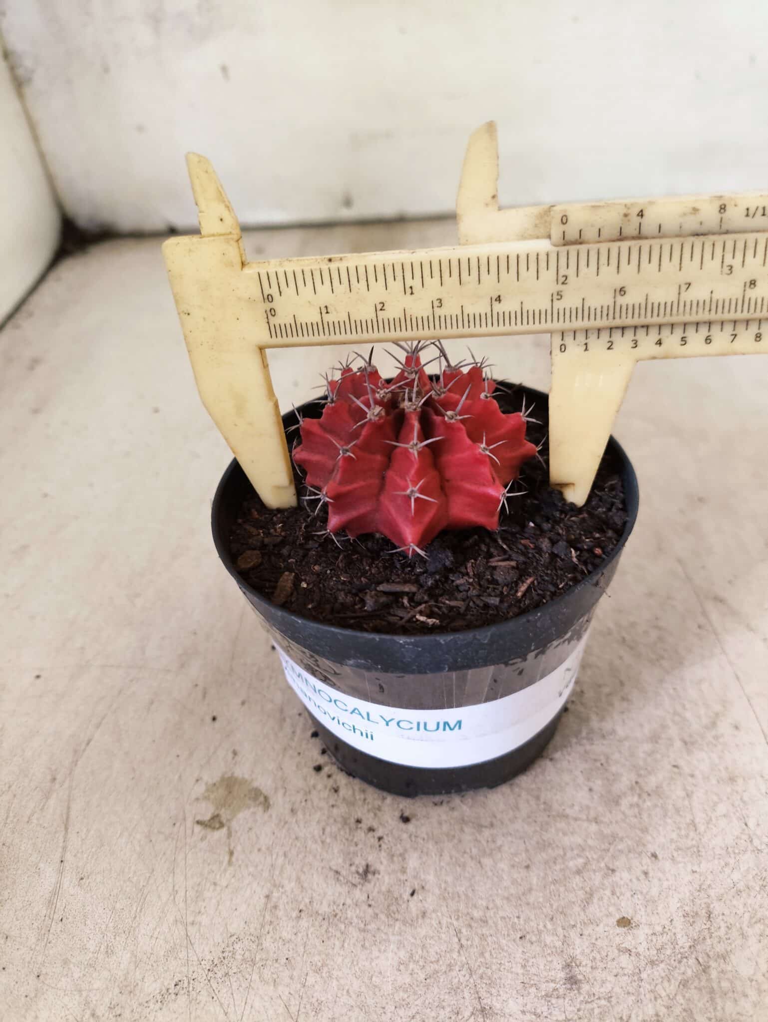 GYMNOCALYCIUM Mihanovichii  Nº 610 – vaso 09 - foto 4