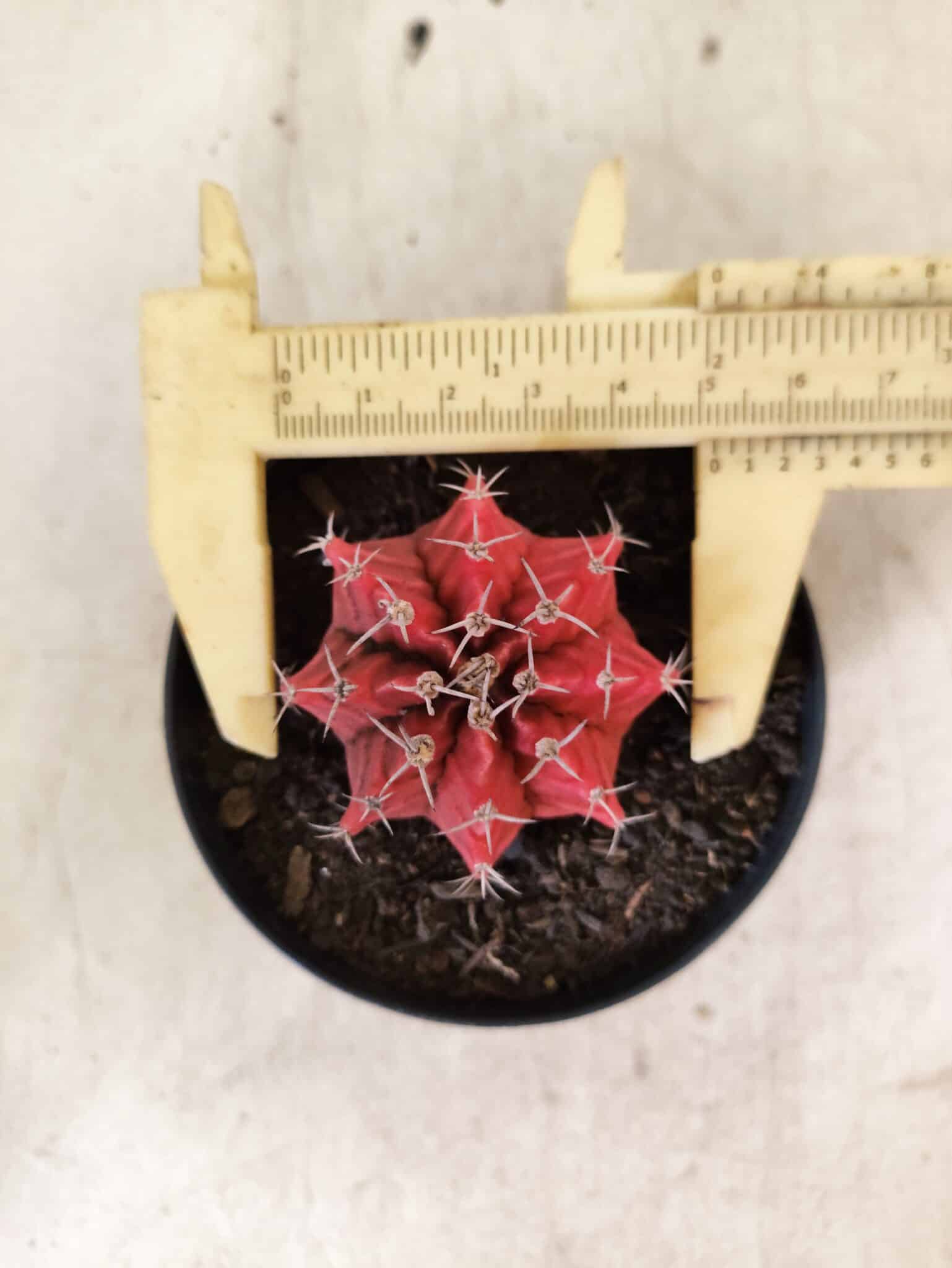GYMNOCALYCIUM Mihanovichii  Nº 610 – vaso 09 - foto 5