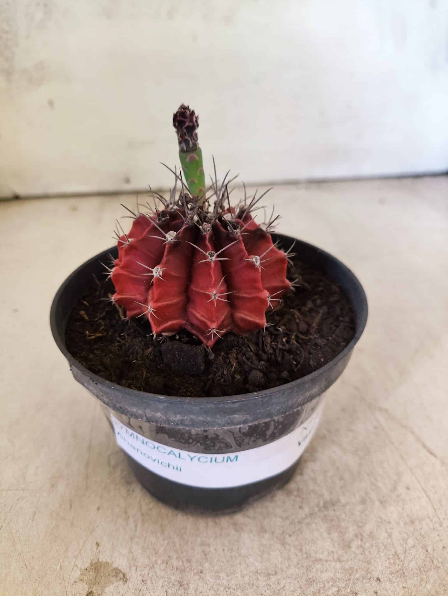 GYMNOCALYCIUM Mihanovichii Nº 612 – vaso 11 - foto 2