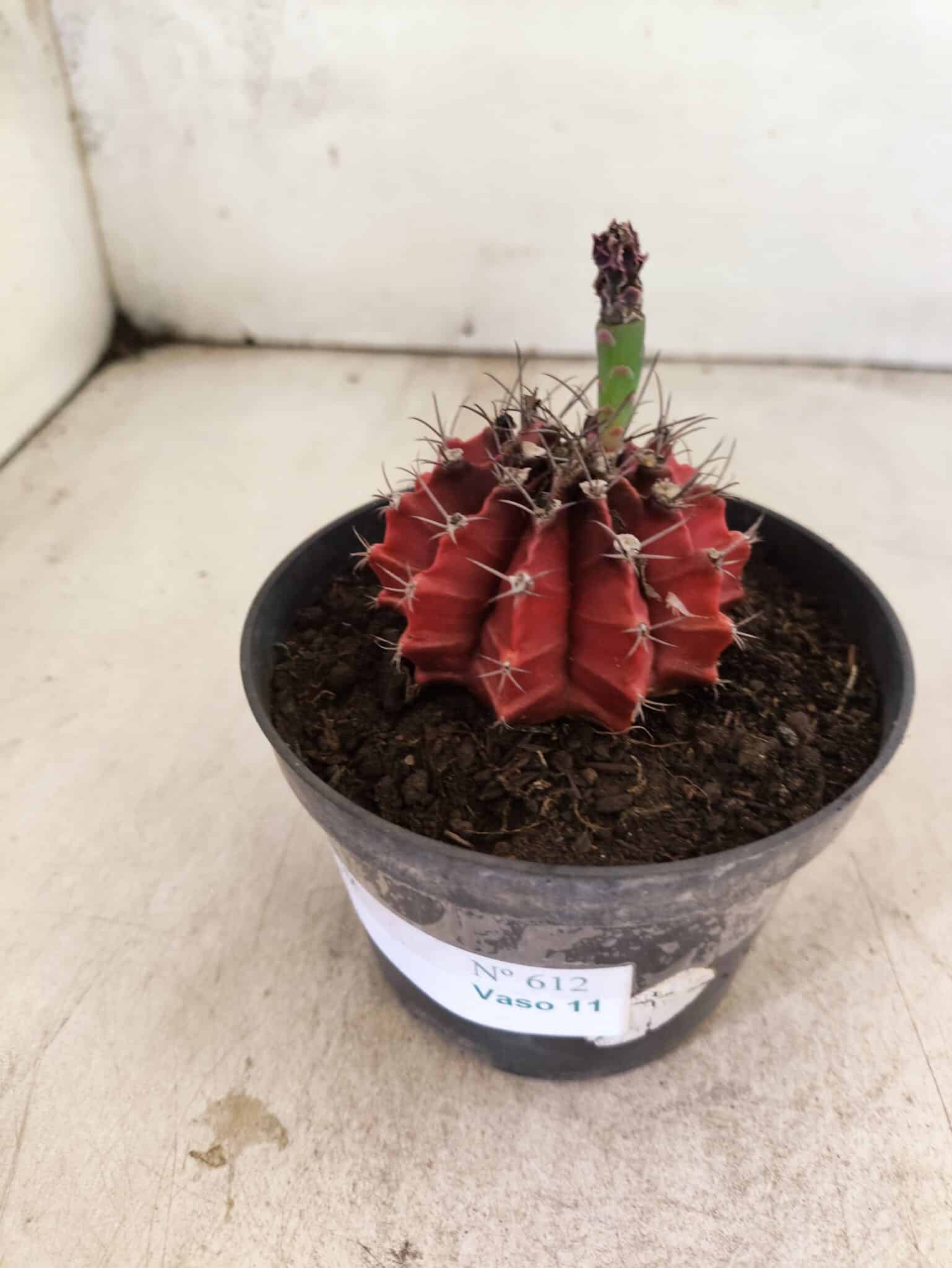 GYMNOCALYCIUM Mihanovichii Nº 612 – vaso 11 - foto 8