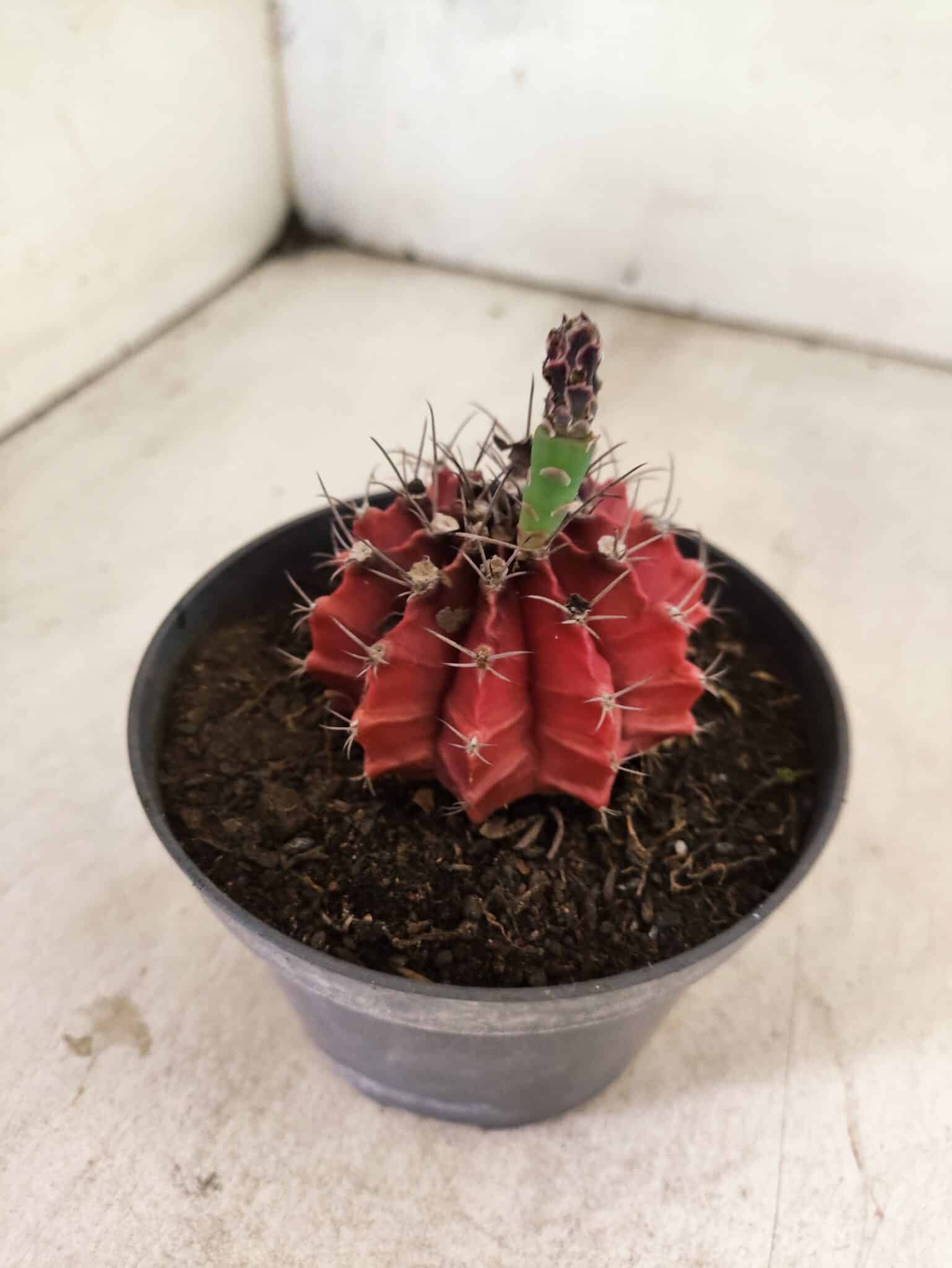 GYMNOCALYCIUM Mihanovichii Nº 612 – vaso 11 - foto 7