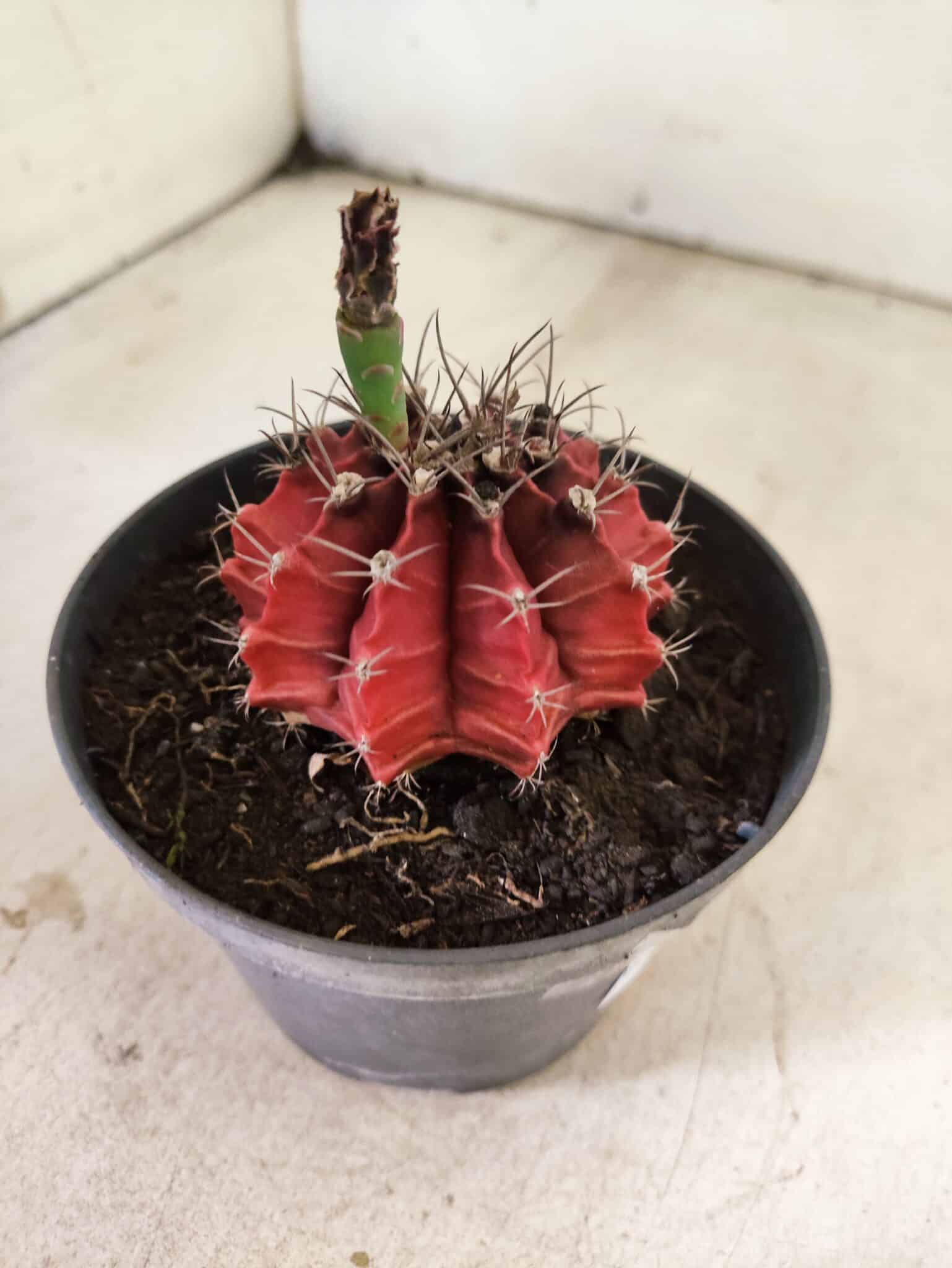 GYMNOCALYCIUM Mihanovichii Nº 612 – vaso 11 - foto 5