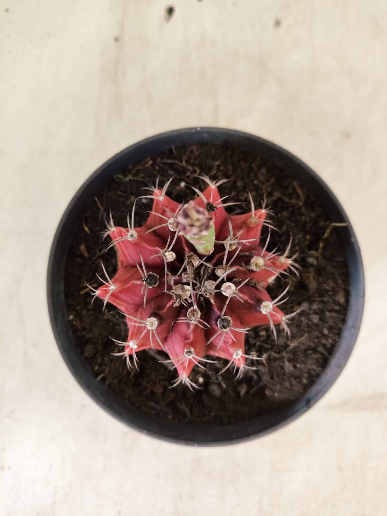 GYMNOCALYCIUM Mihanovichii Nº 612 – vaso 11 - foto 3