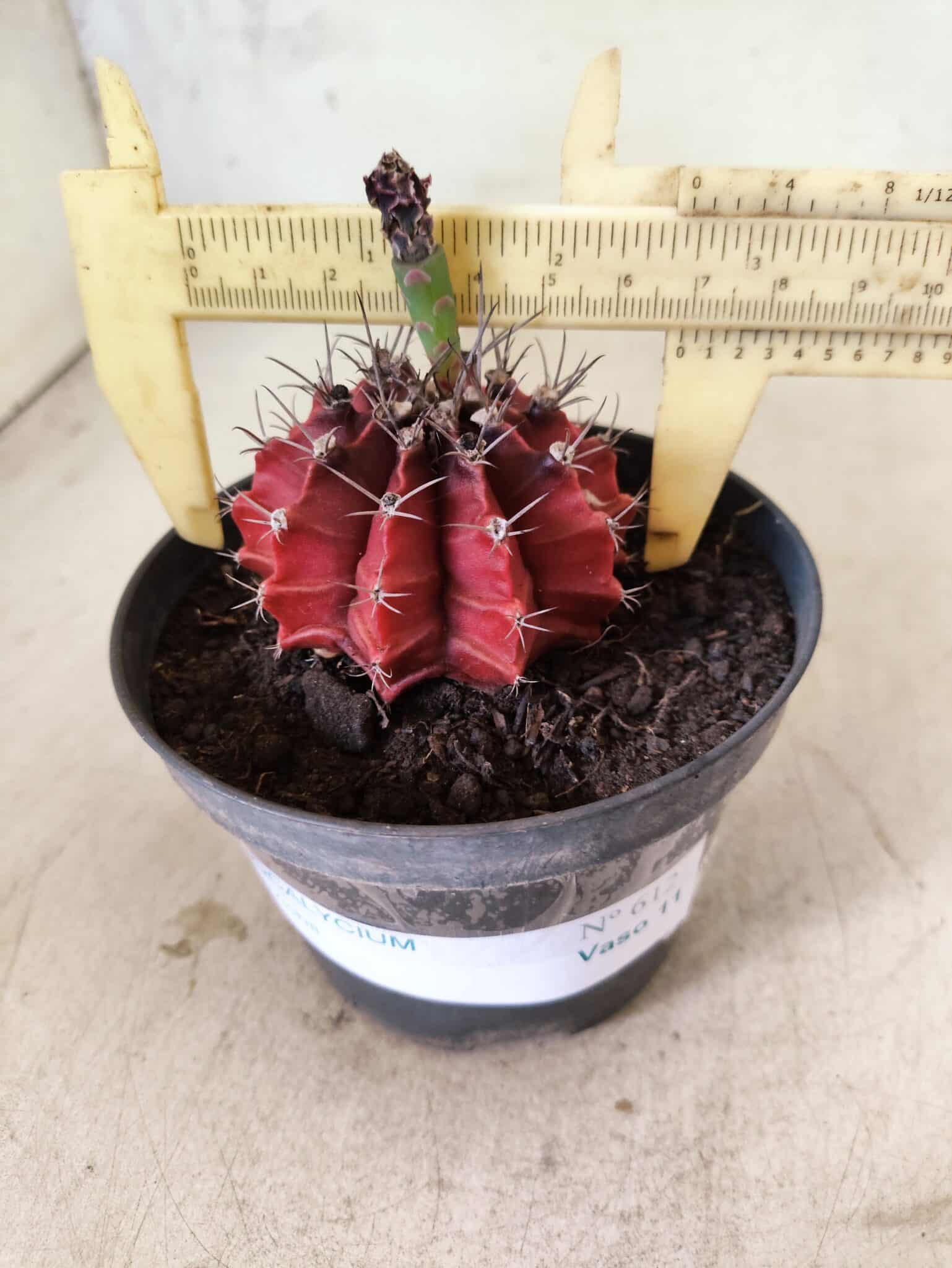 GYMNOCALYCIUM Mihanovichii Nº 612 – vaso 11 - foto 4