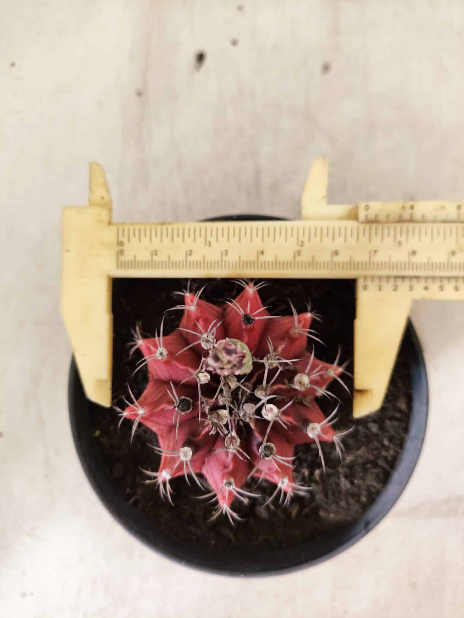 GYMNOCALYCIUM Mihanovichii Nº 612 – vaso 11 - foto 6