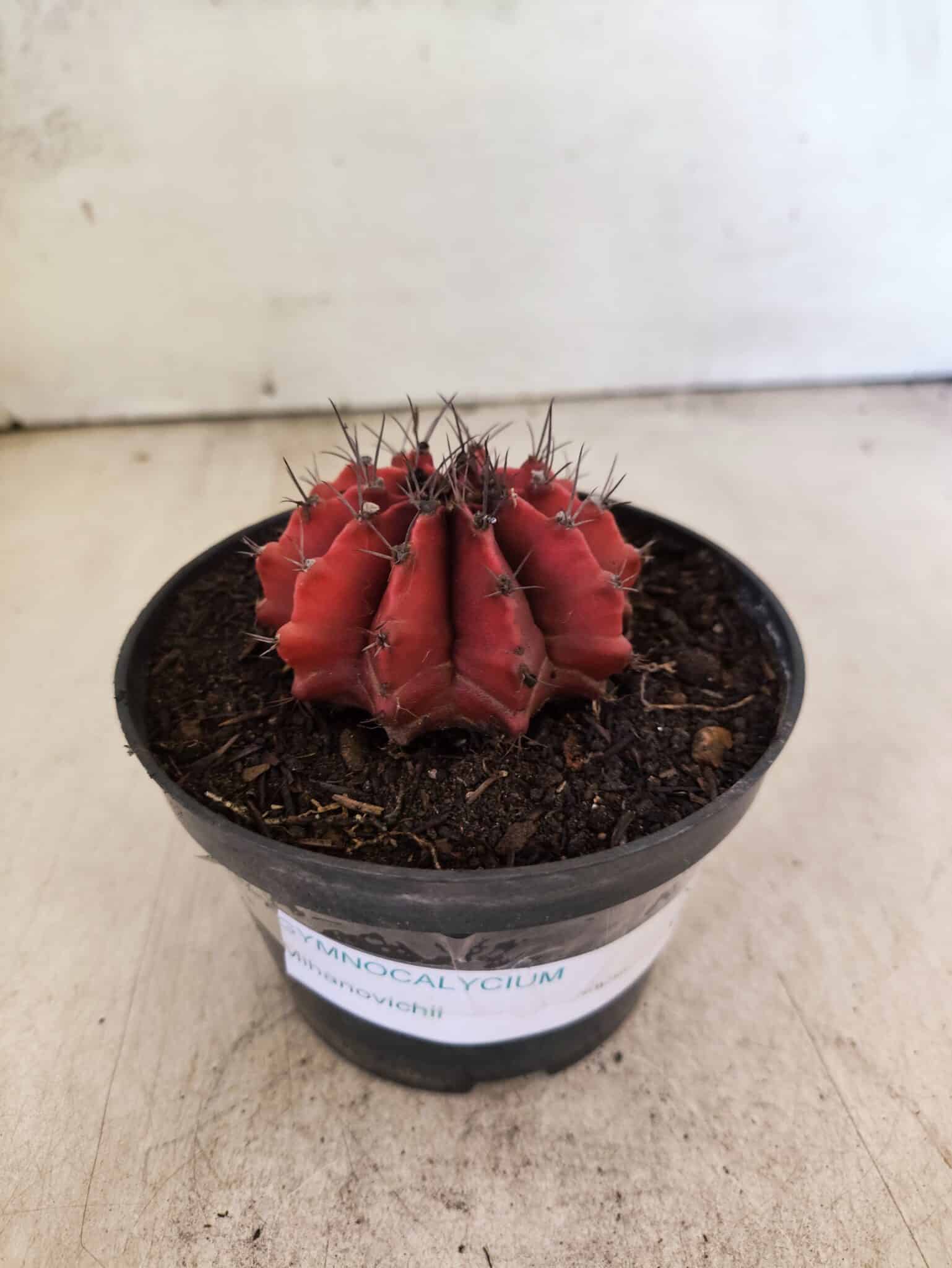GYMNOCALYCIUM Mihanovichii Nº 614 – vaso 11 - foto 2