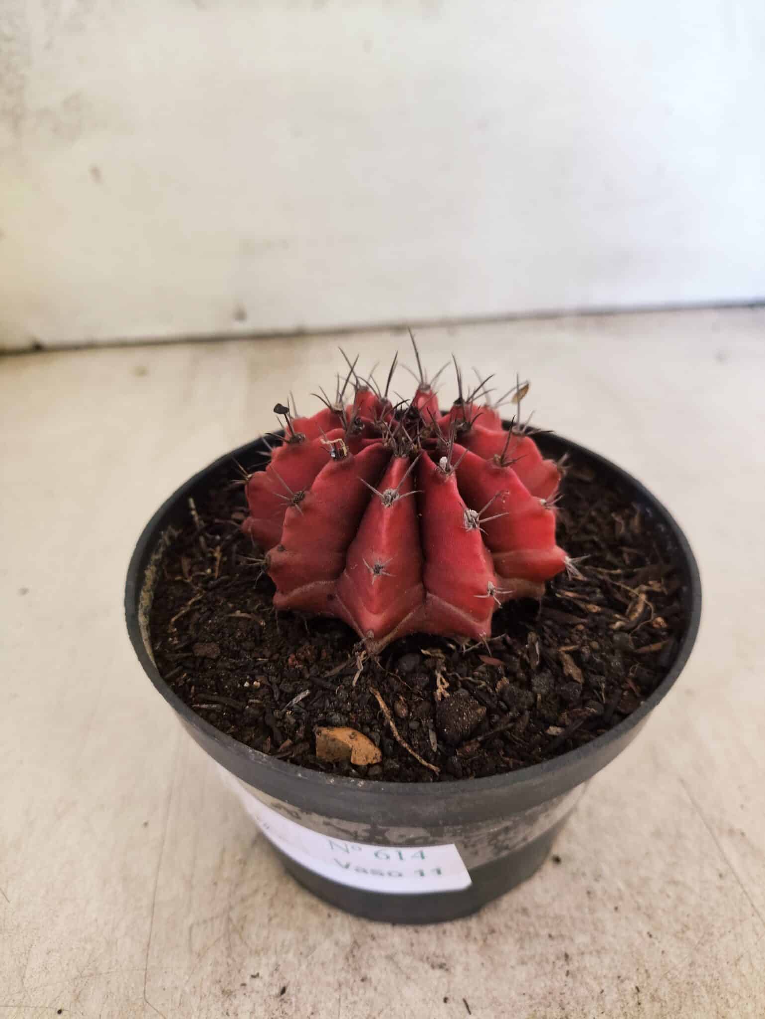GYMNOCALYCIUM Mihanovichii Nº 614 – vaso 11 - foto 8