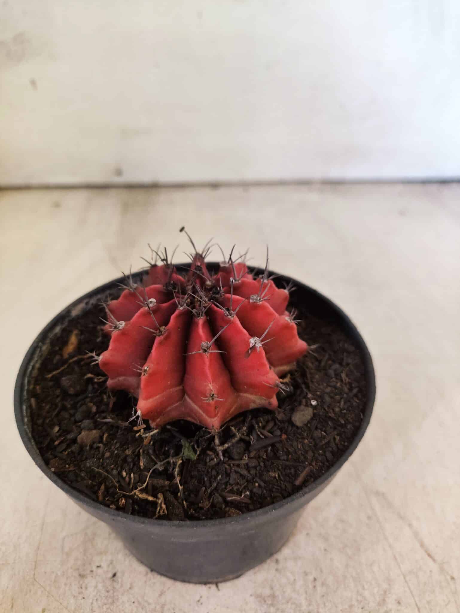 GYMNOCALYCIUM Mihanovichii Nº 614 – vaso 11 - foto 7