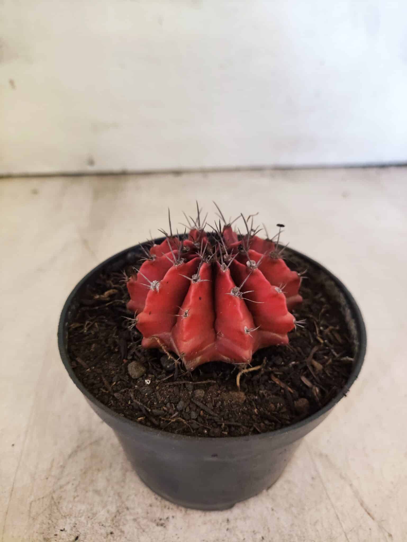 GYMNOCALYCIUM Mihanovichii Nº 614 – vaso 11 - foto 6