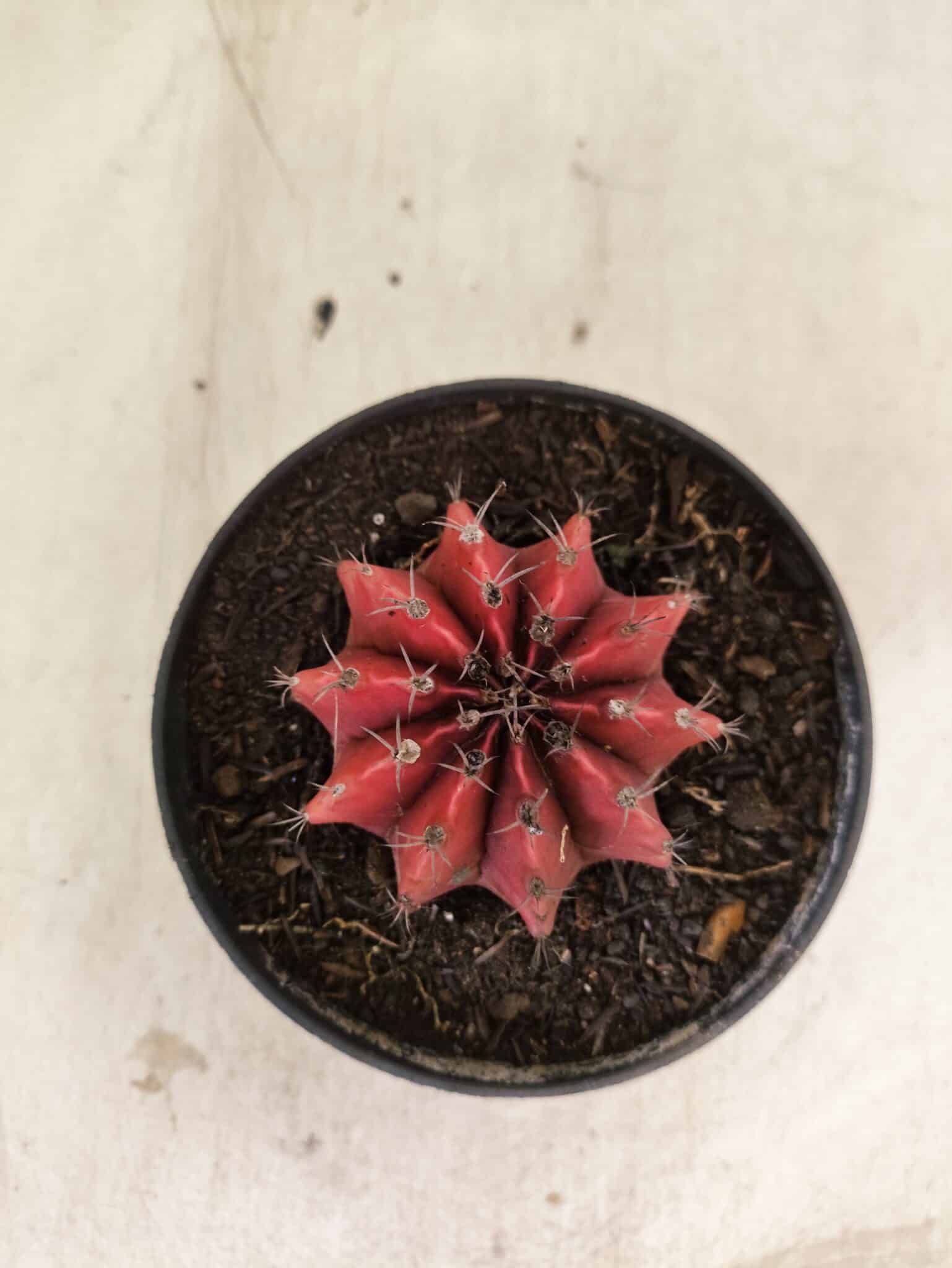 GYMNOCALYCIUM Mihanovichii Nº 614 – vaso 11 - foto 3