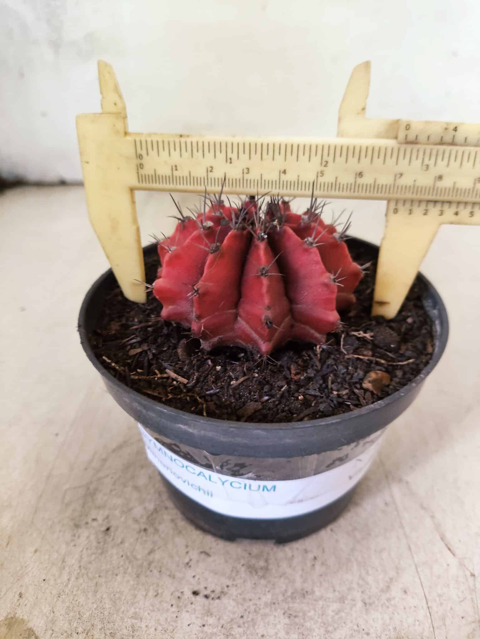 GYMNOCALYCIUM Mihanovichii Nº 614 – vaso 11 - foto 4