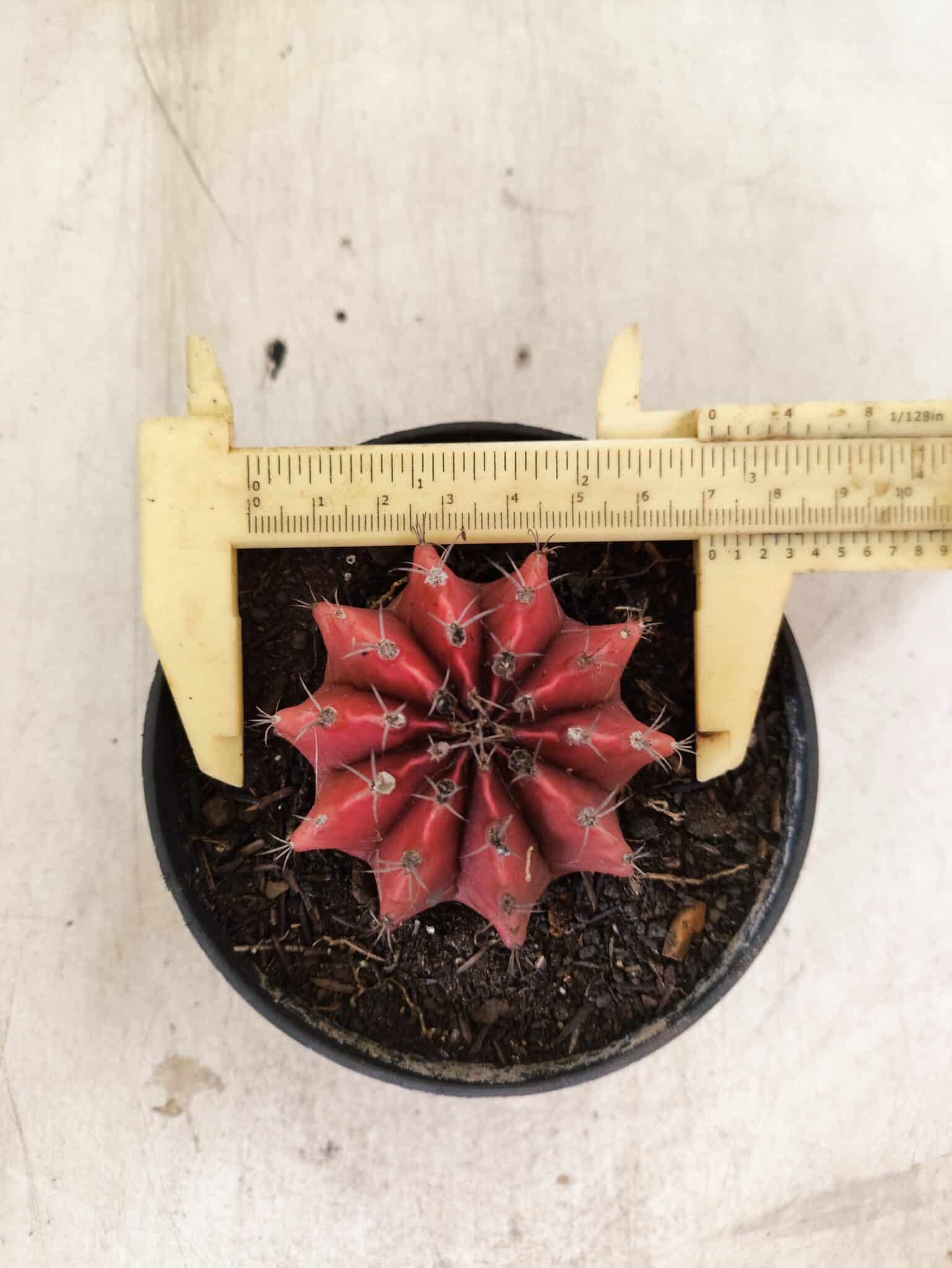 GYMNOCALYCIUM Mihanovichii Nº 614 – vaso 11 - foto 5