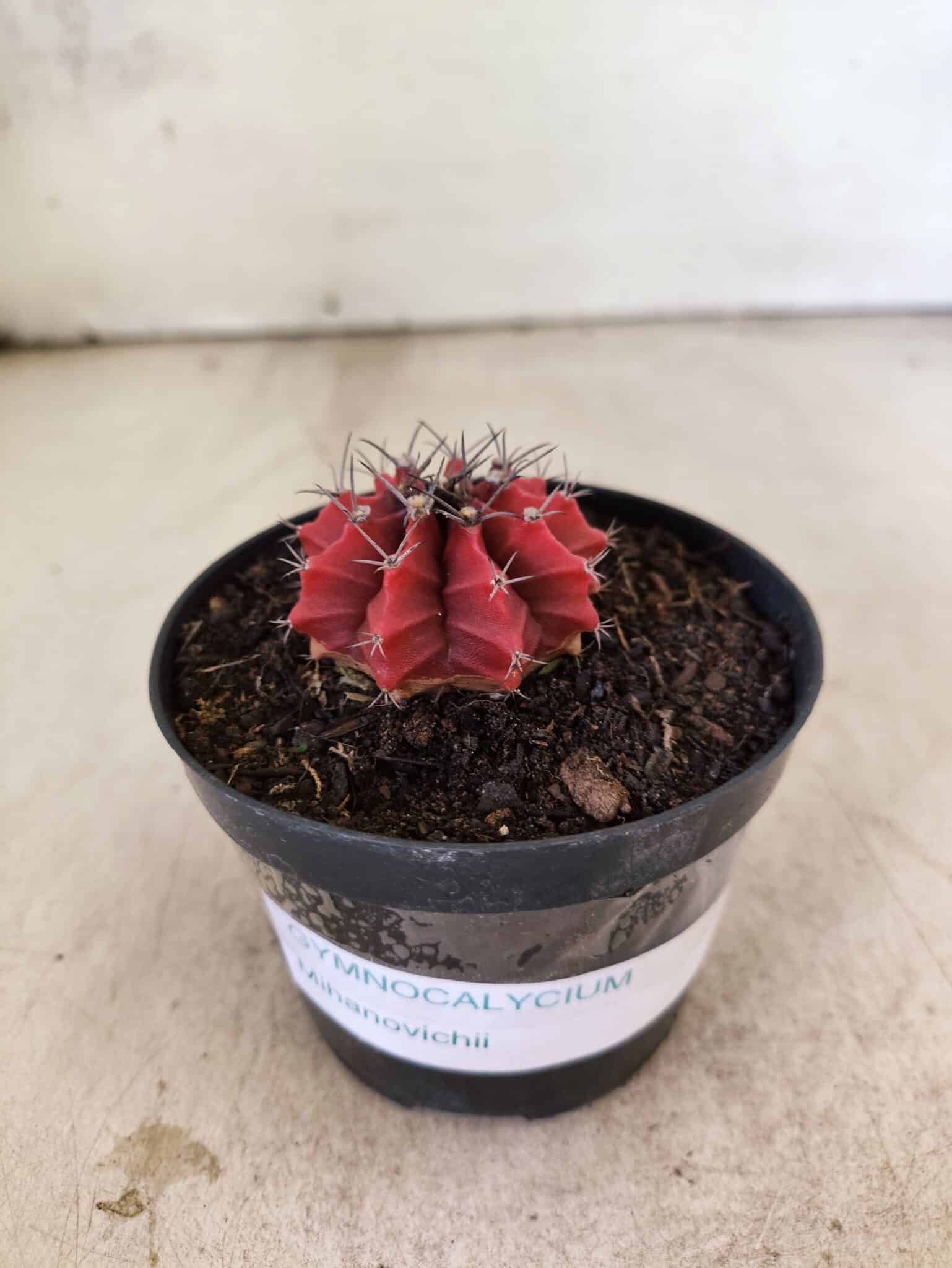 GYMNOCALYCIUM Mihanovichii  Nº 615 – vaso 09 - foto 2