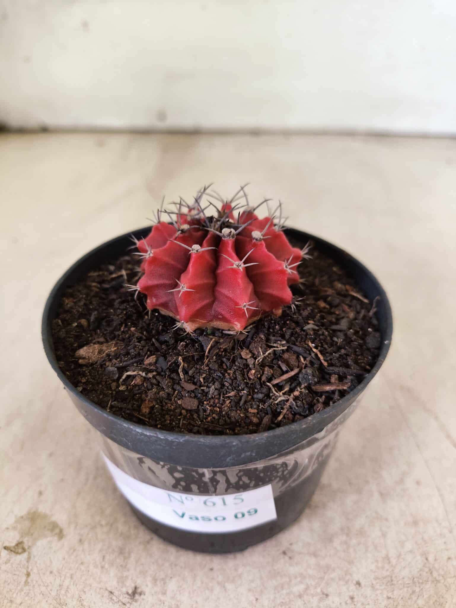 GYMNOCALYCIUM Mihanovichii  Nº 615 – vaso 09 - foto 7