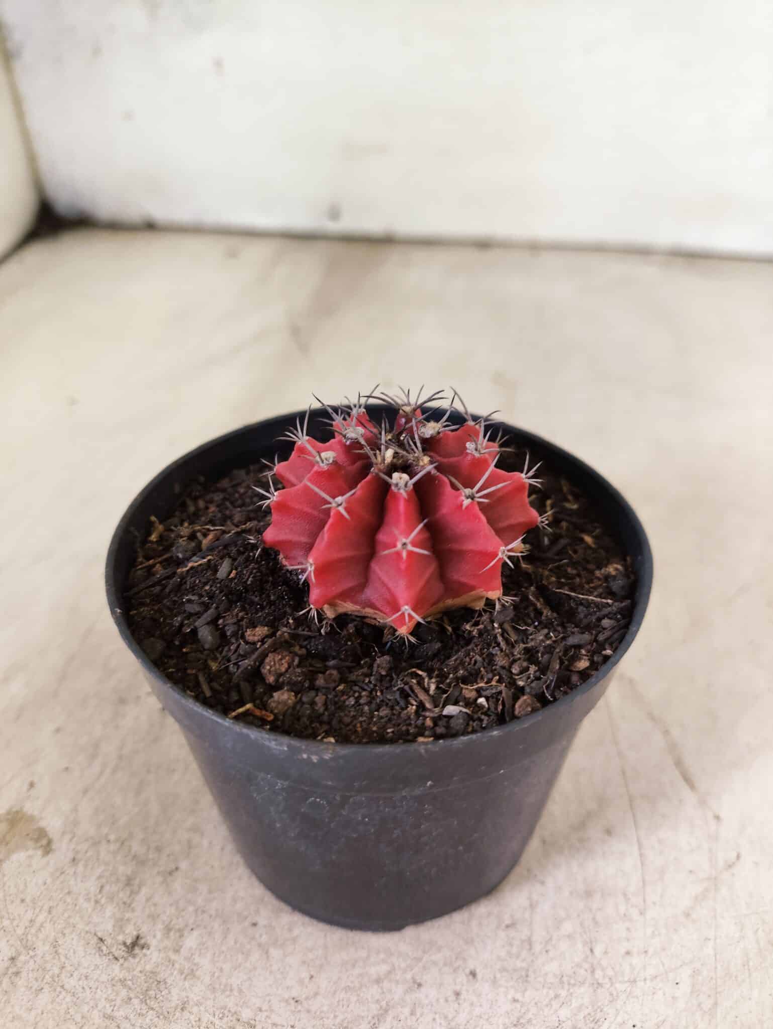 GYMNOCALYCIUM Mihanovichii  Nº 615 – vaso 09 - foto 6
