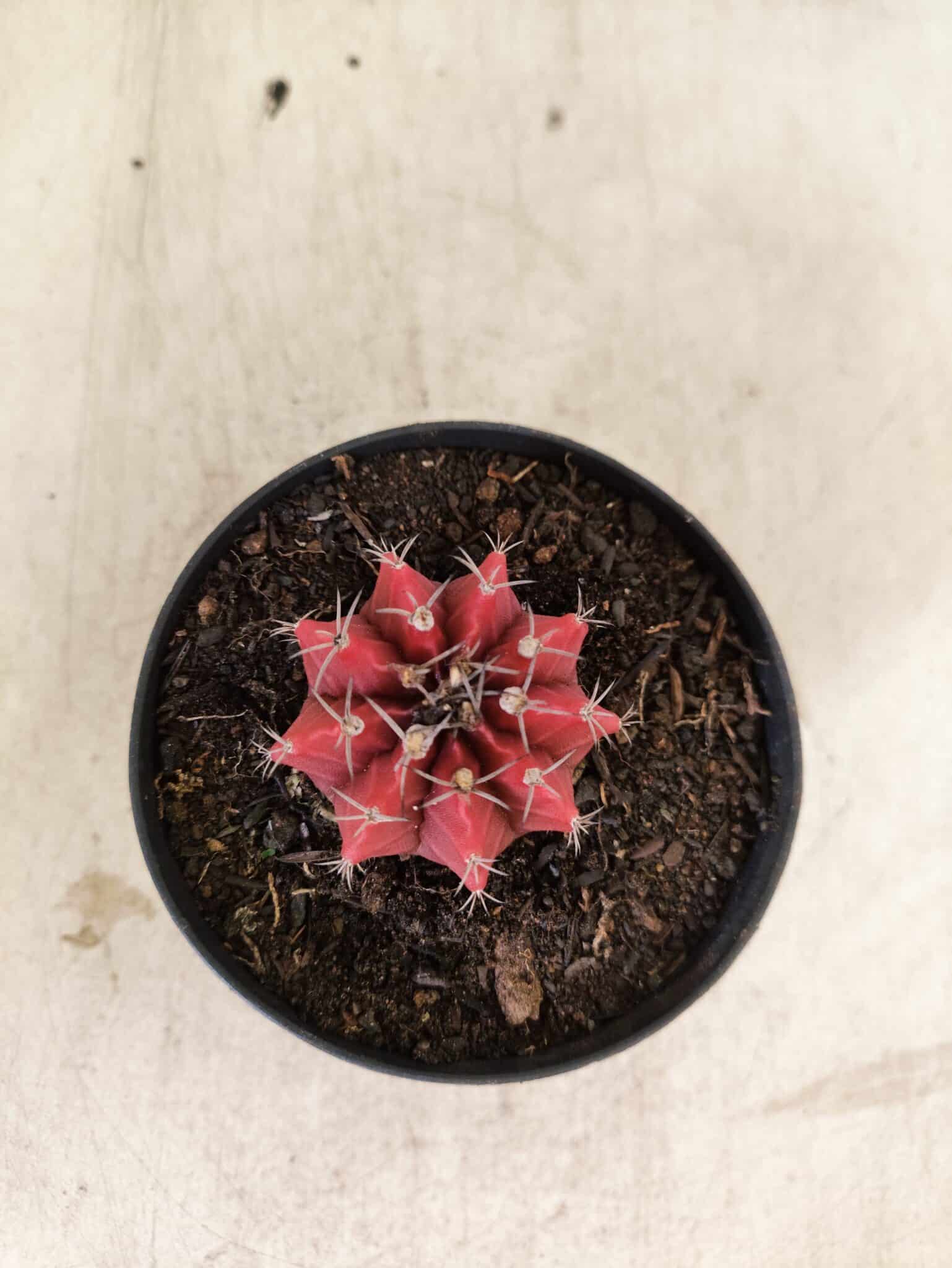 GYMNOCALYCIUM Mihanovichii  Nº 615 – vaso 09 - foto 3