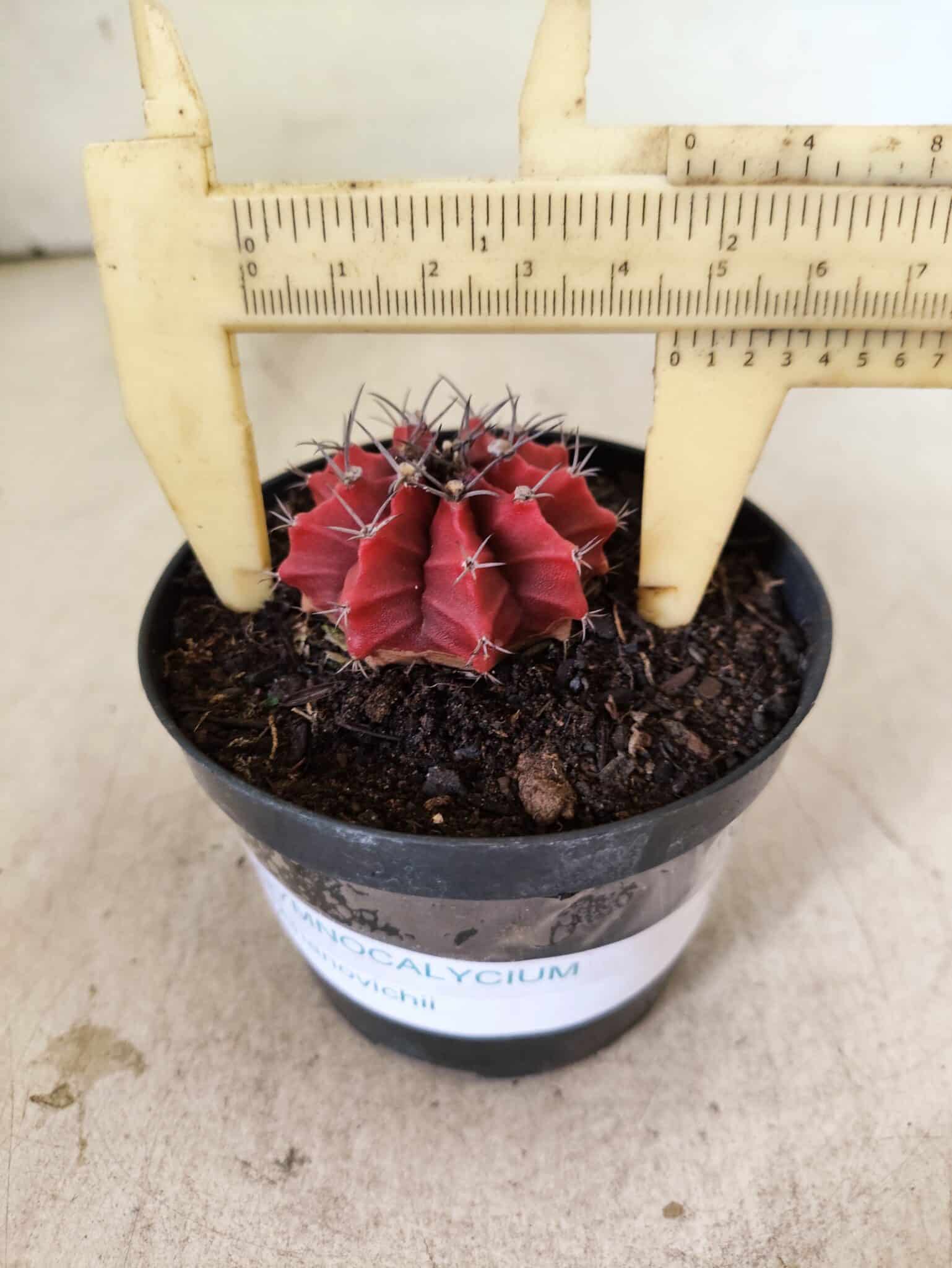 GYMNOCALYCIUM Mihanovichii  Nº 615 – vaso 09 - foto 4