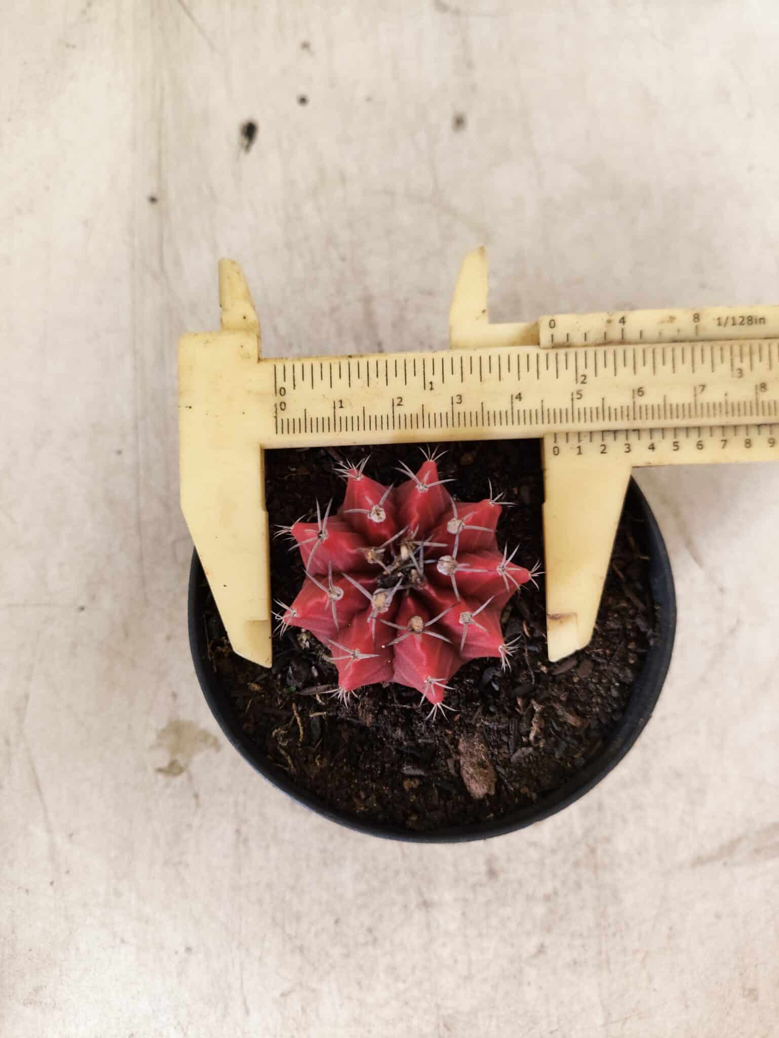 GYMNOCALYCIUM Mihanovichii  Nº 615 – vaso 09 - foto 5