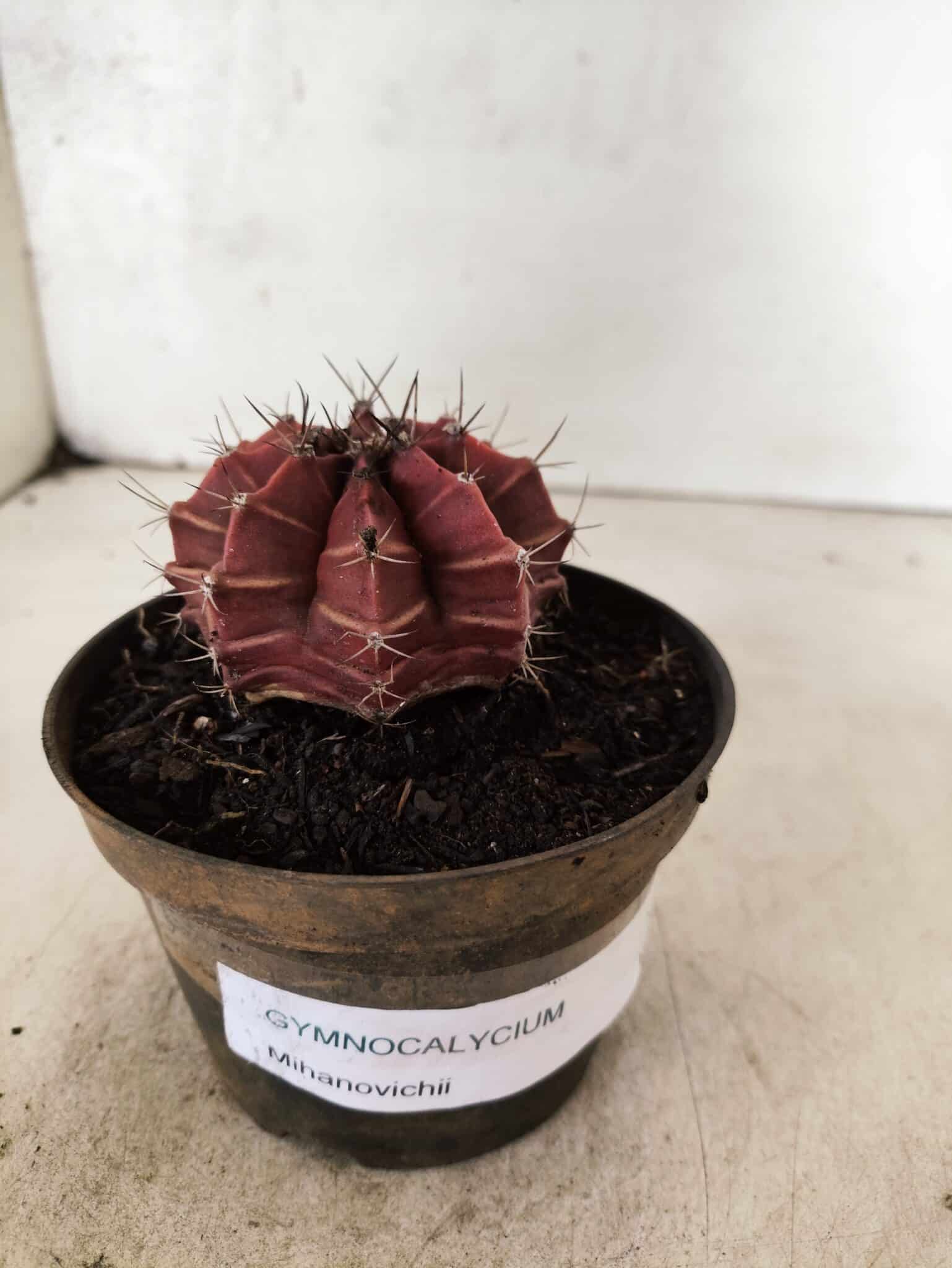 GYMNOCALYCIUM Mihanovichii Nº 625 – vaso 11 - foto 2