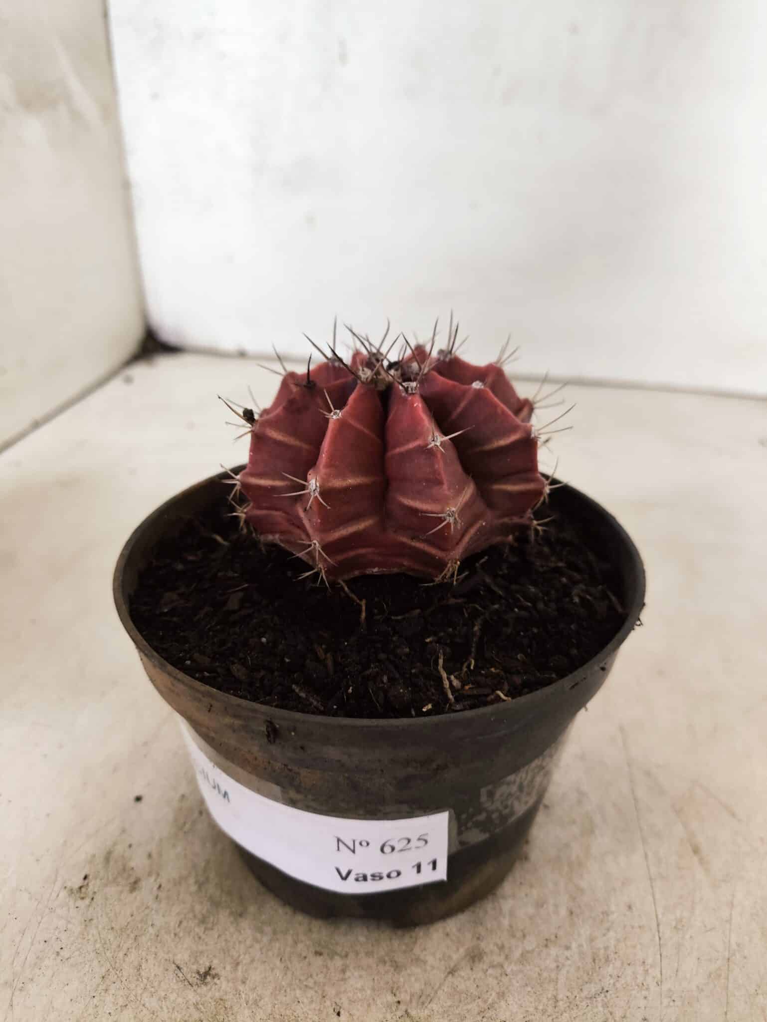 GYMNOCALYCIUM Mihanovichii Nº 625 – vaso 11 - foto 8