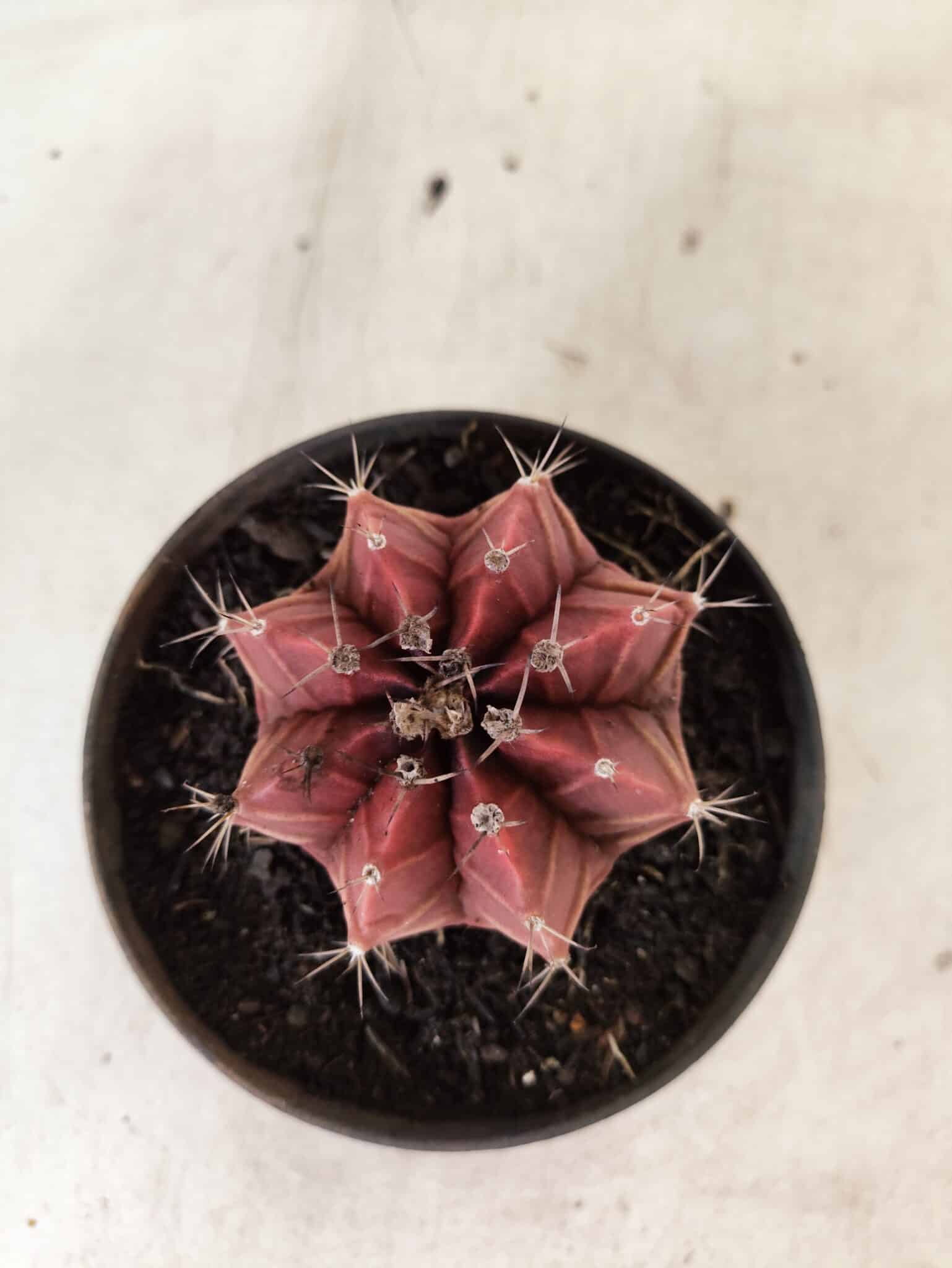 GYMNOCALYCIUM Mihanovichii Nº 625 – vaso 11 - foto 3