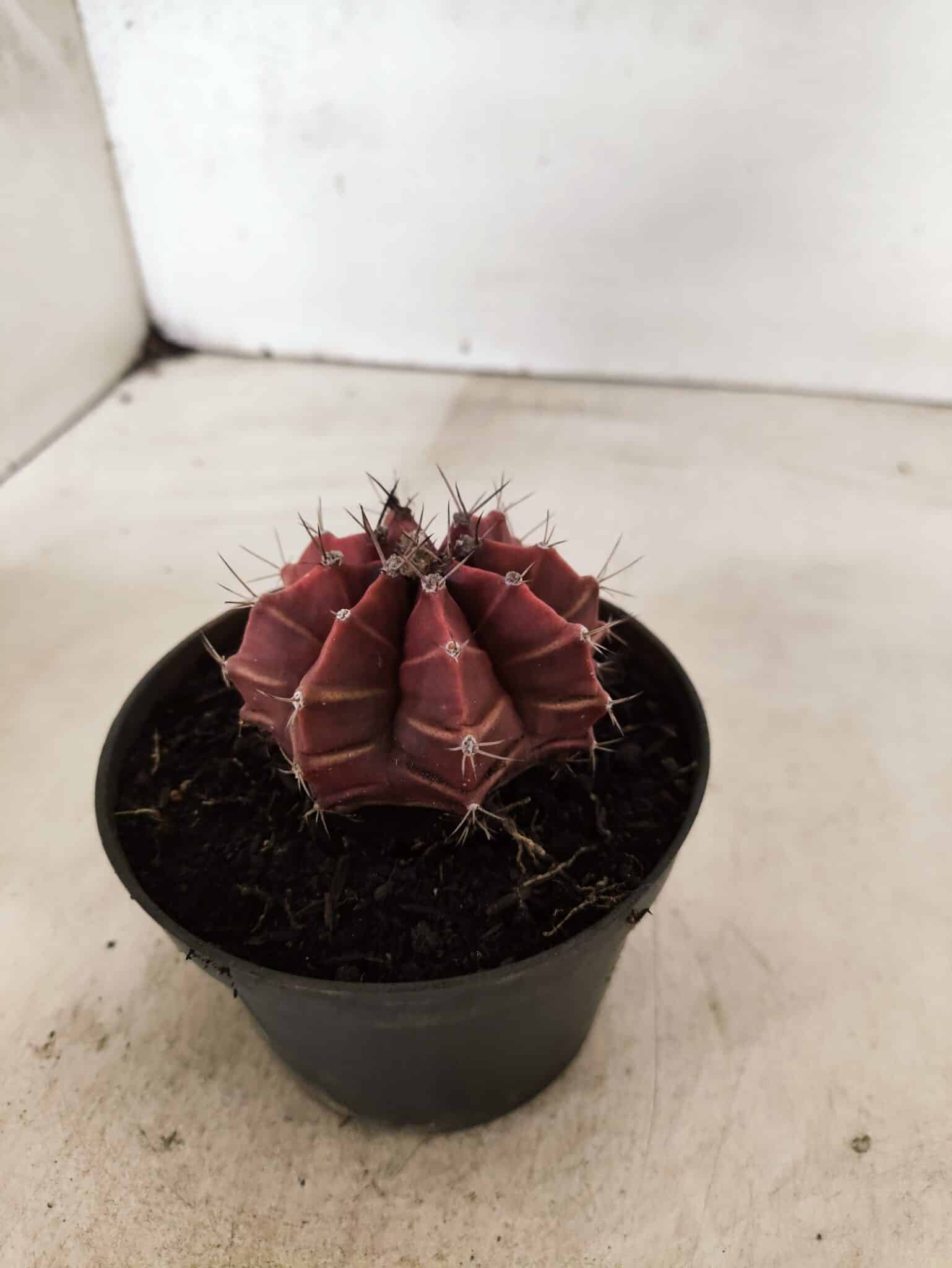 GYMNOCALYCIUM Mihanovichii Nº 625 – vaso 11 - foto 7