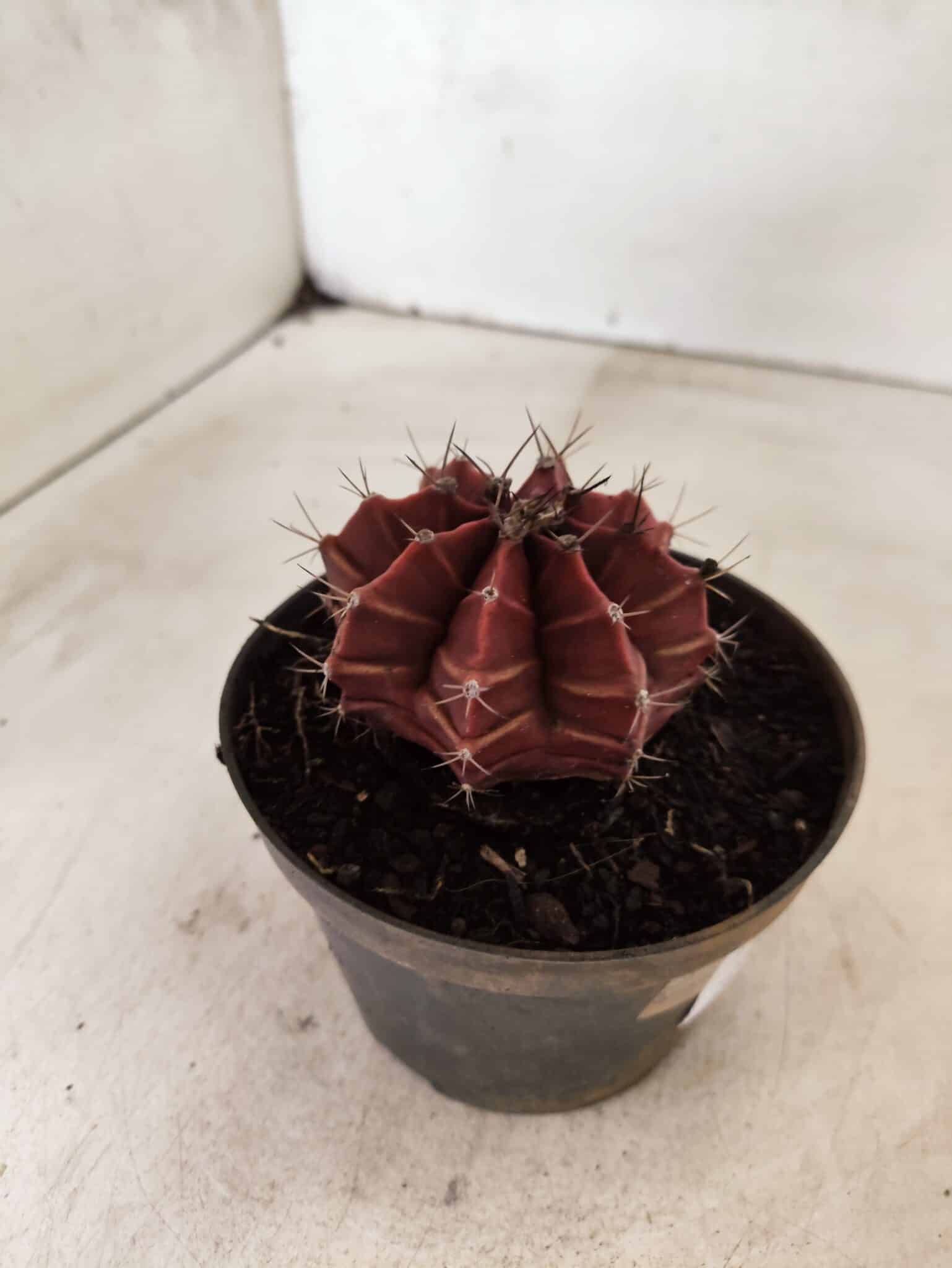 GYMNOCALYCIUM Mihanovichii Nº 625 – vaso 11 - foto 6