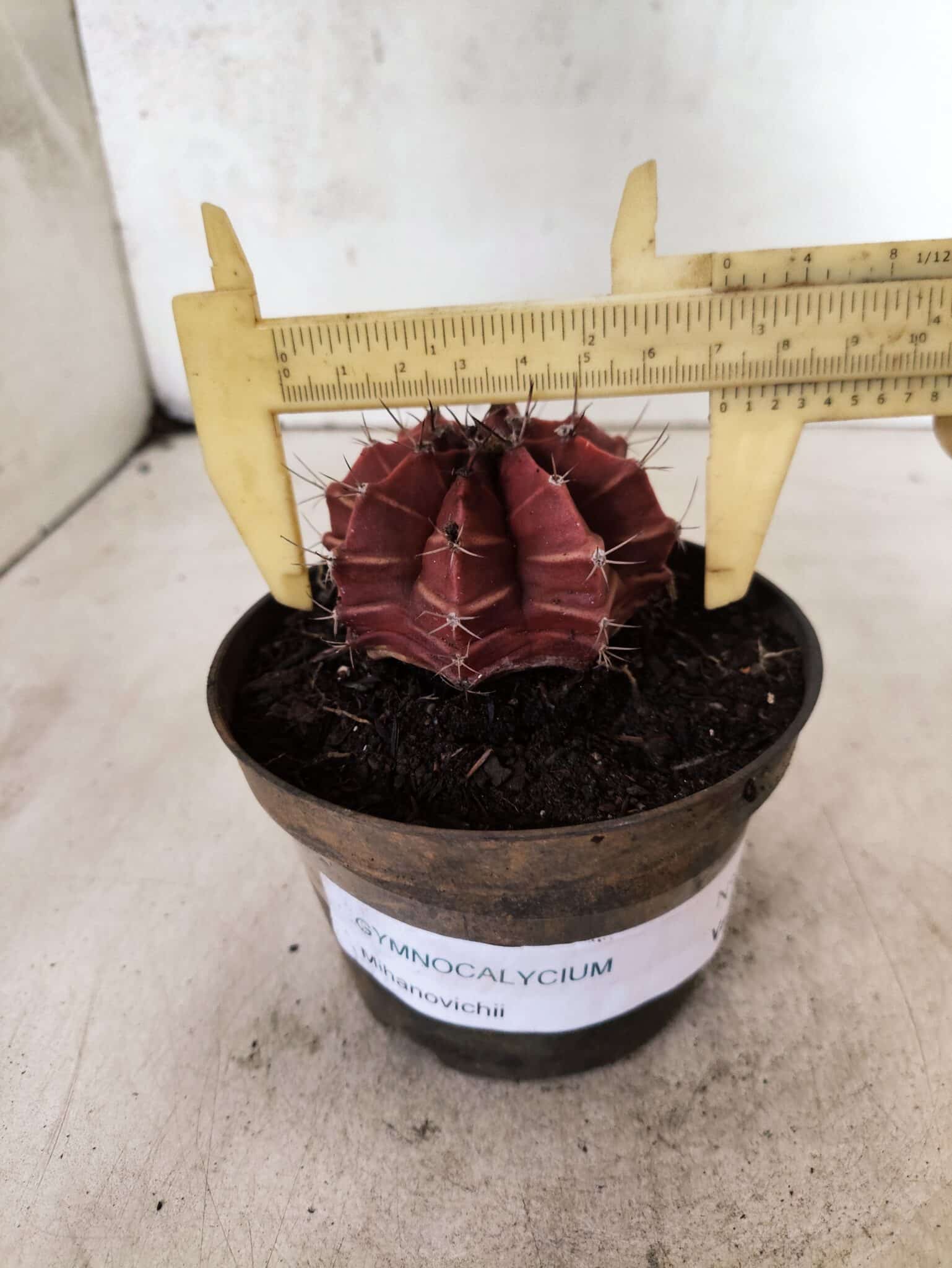 GYMNOCALYCIUM Mihanovichii Nº 625 – vaso 11 - foto 4