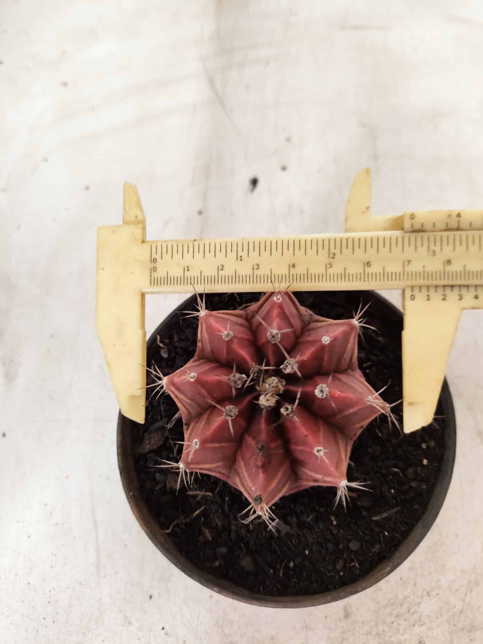 GYMNOCALYCIUM Mihanovichii Nº 625 – vaso 11 - foto 5