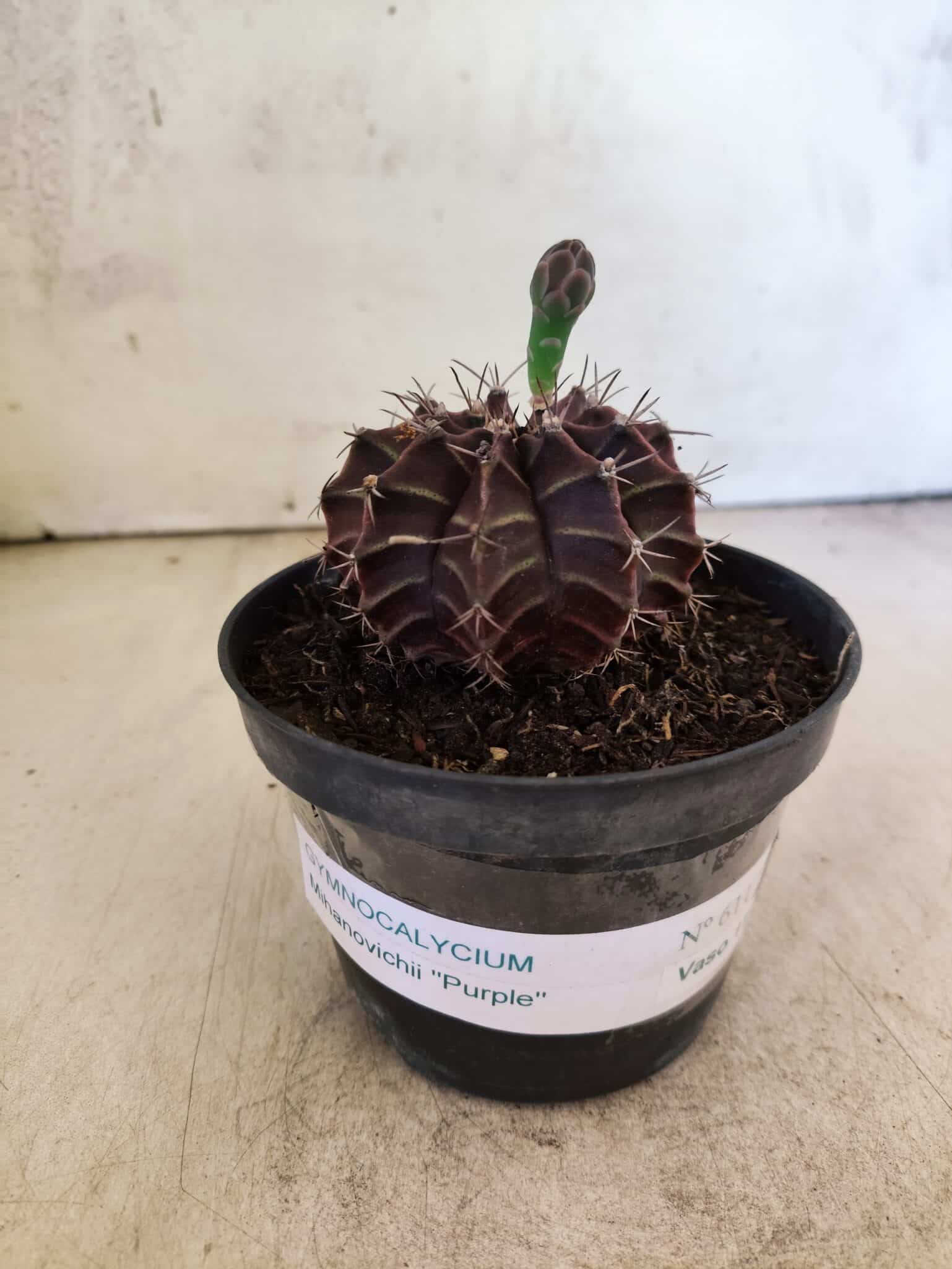 GYMNOCALYCIUM Mihanovichii Purple Nº 611 – vaso 11 - foto 2
