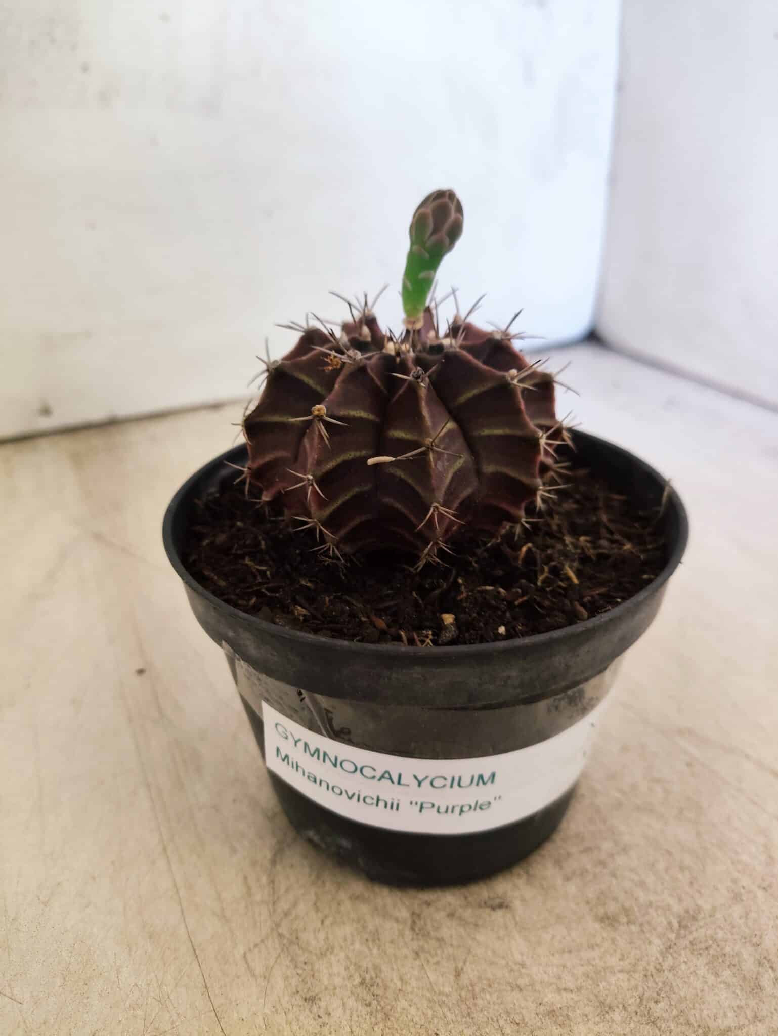 GYMNOCALYCIUM Mihanovichii Purple Nº 611 – vaso 11 - foto 9