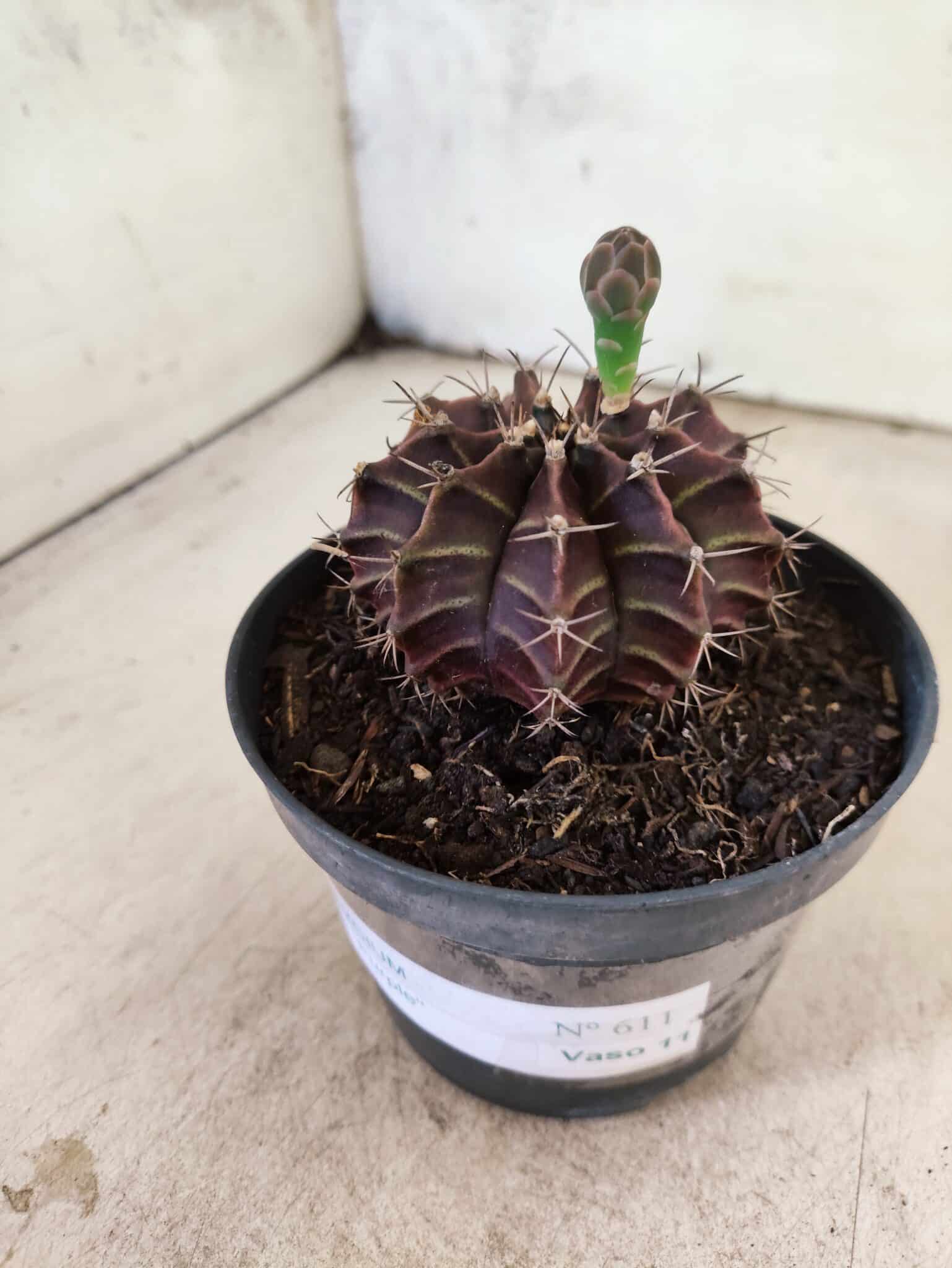 GYMNOCALYCIUM Mihanovichii Purple Nº 611 – vaso 11 - foto 8