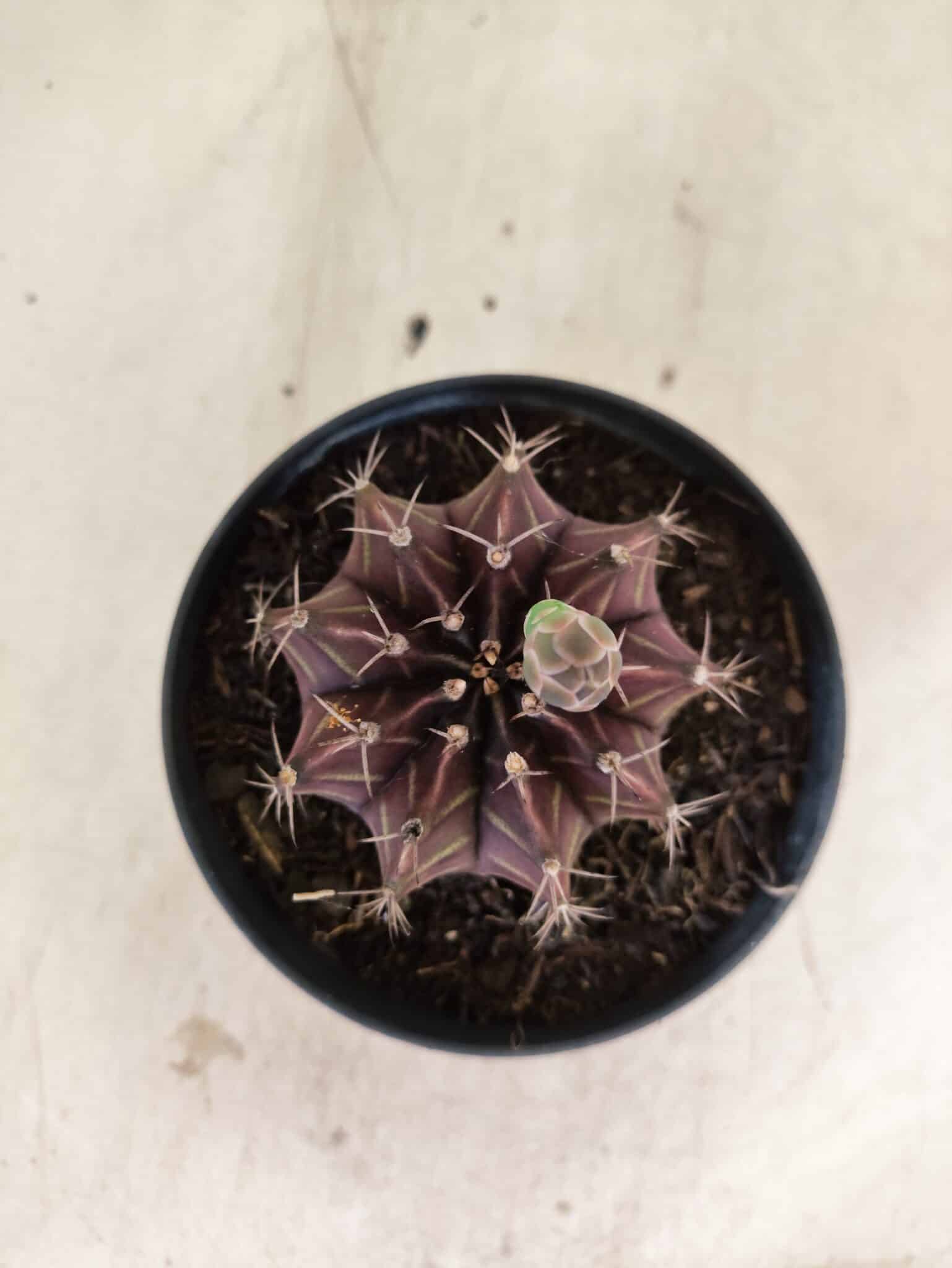 GYMNOCALYCIUM Mihanovichii Purple Nº 611 – vaso 11 - foto 3