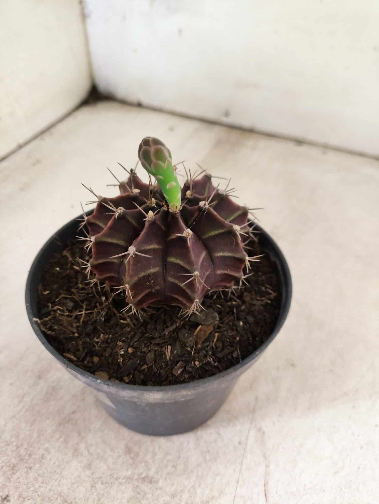 GYMNOCALYCIUM Mihanovichii Purple Nº 611 – vaso 11 - foto 7