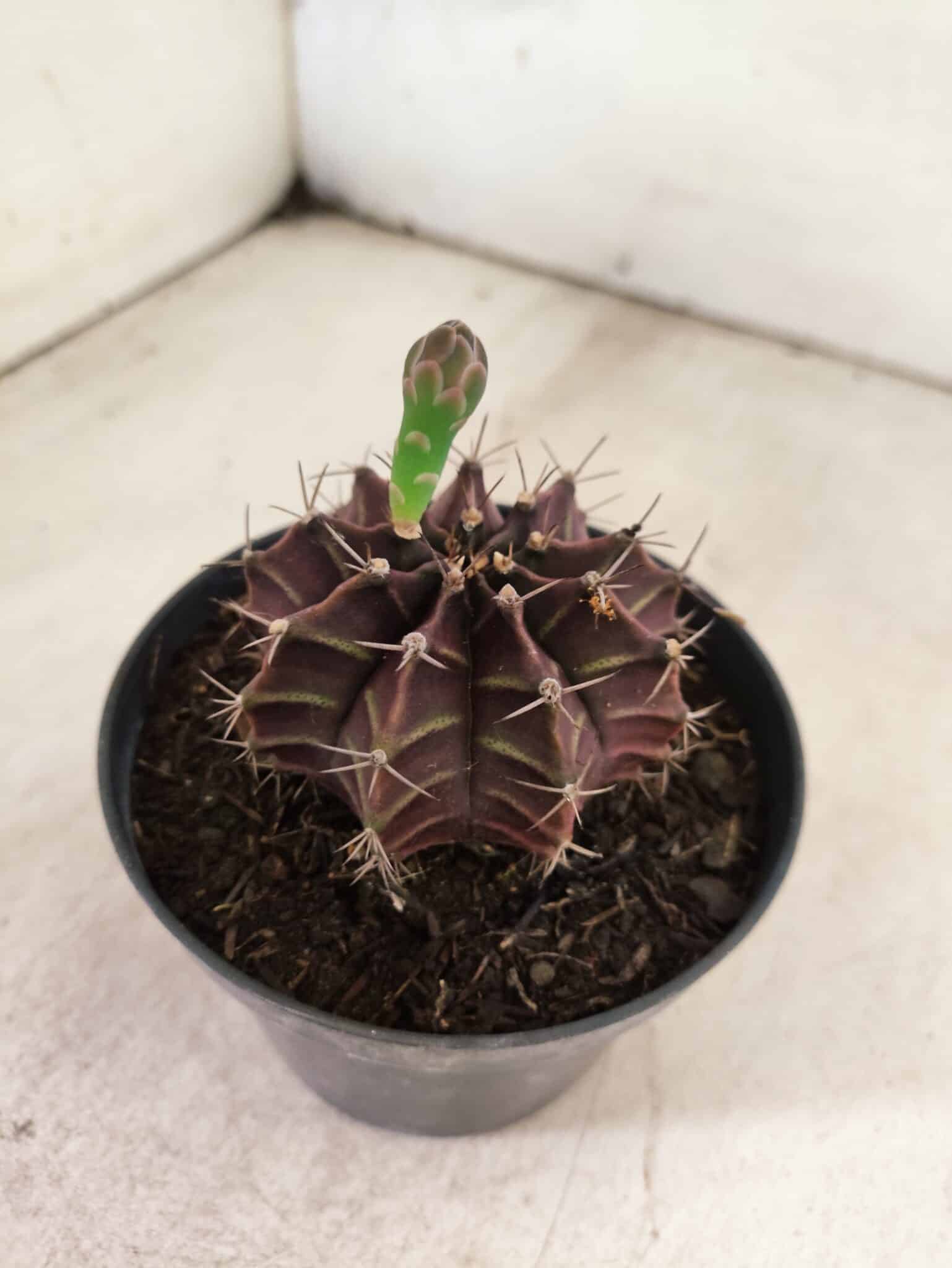 GYMNOCALYCIUM Mihanovichii Purple Nº 611 – vaso 11 - foto 6