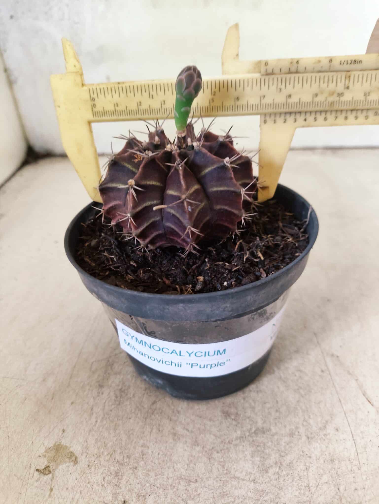 GYMNOCALYCIUM Mihanovichii Purple Nº 611 – vaso 11 - foto 4
