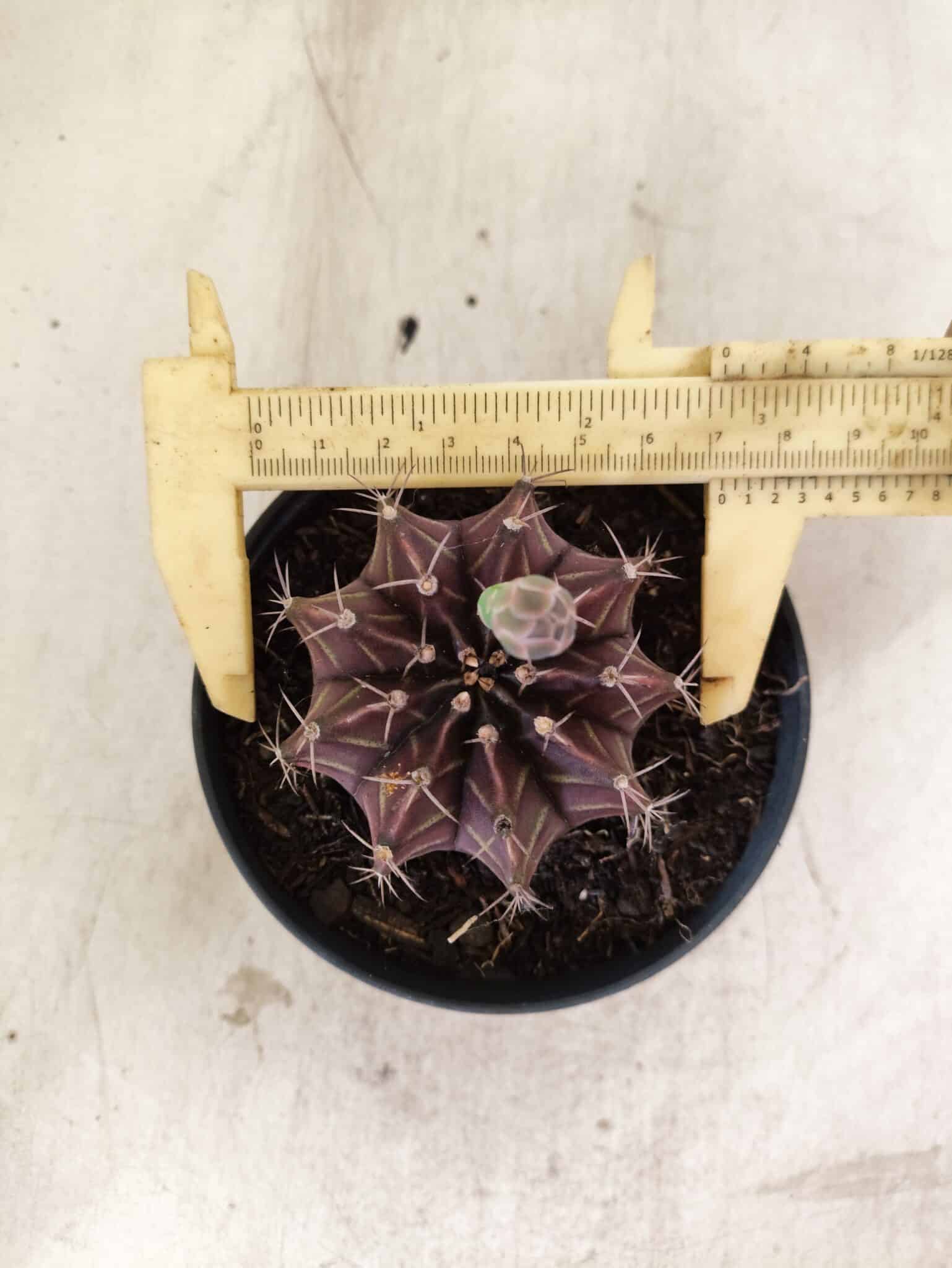 GYMNOCALYCIUM Mihanovichii Purple Nº 611 – vaso 11 - foto 5