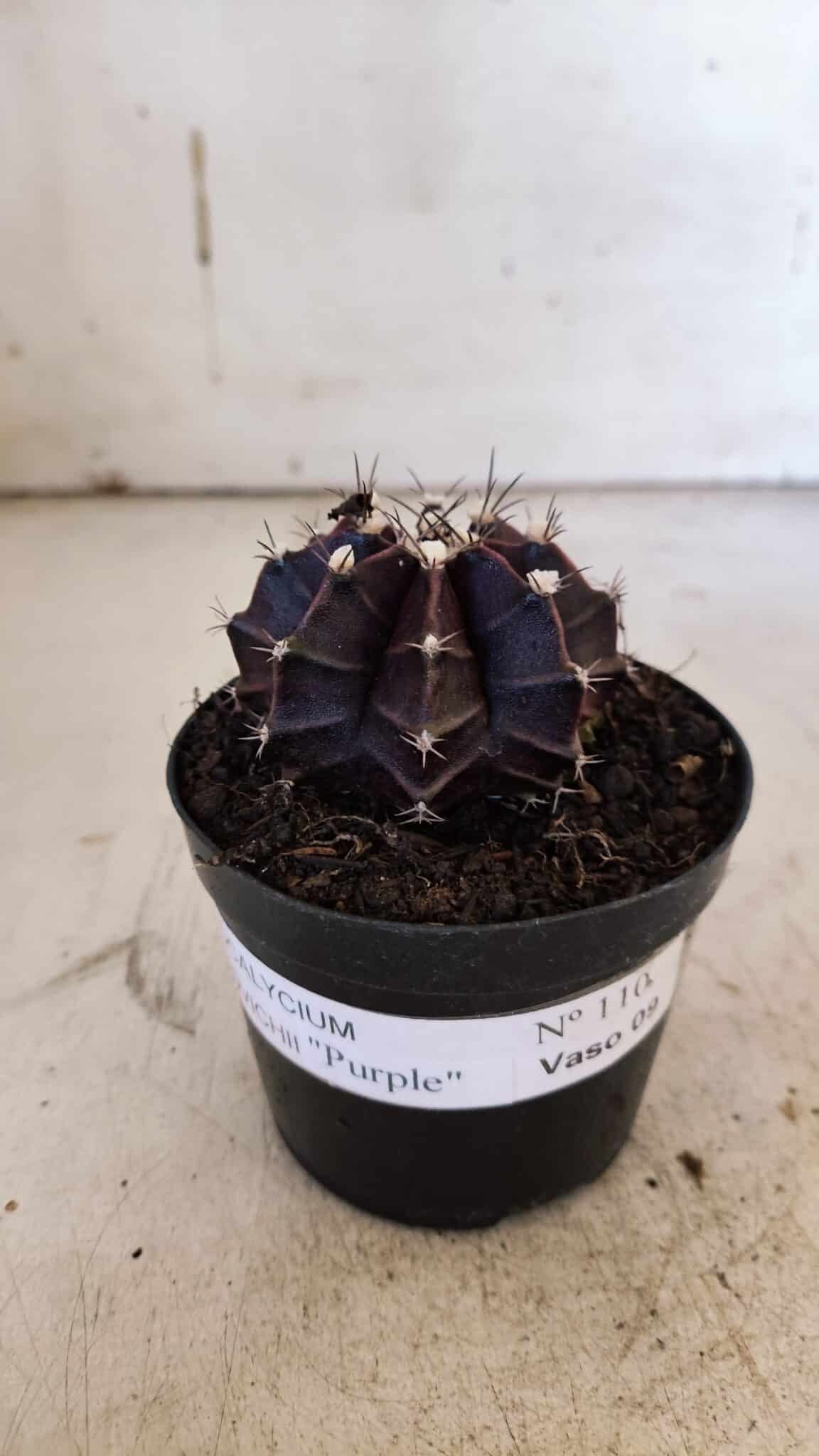 GYMNOCALYCIUM Mihanovichii Purple Nº 110 – vaso 09