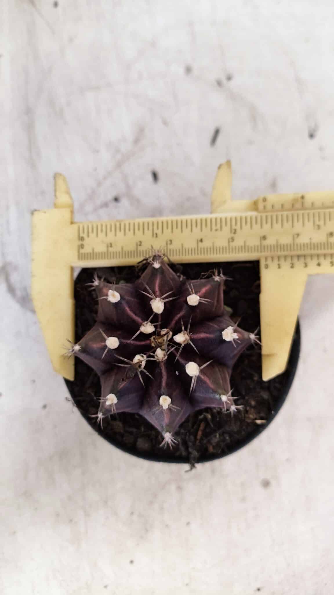 GYMNOCALYCIUM Mihanovichii Purple Nº 110 – vaso 09
