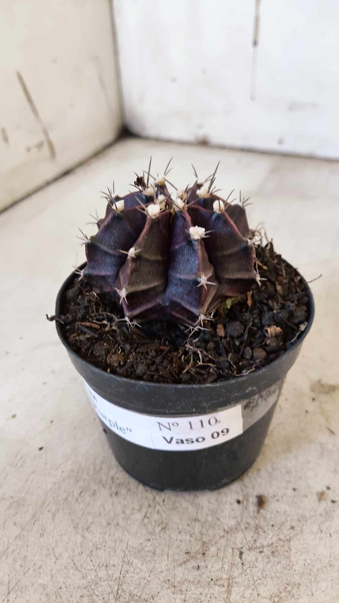 GYMNOCALYCIUM Mihanovichii Purple Nº 110 – vaso 09