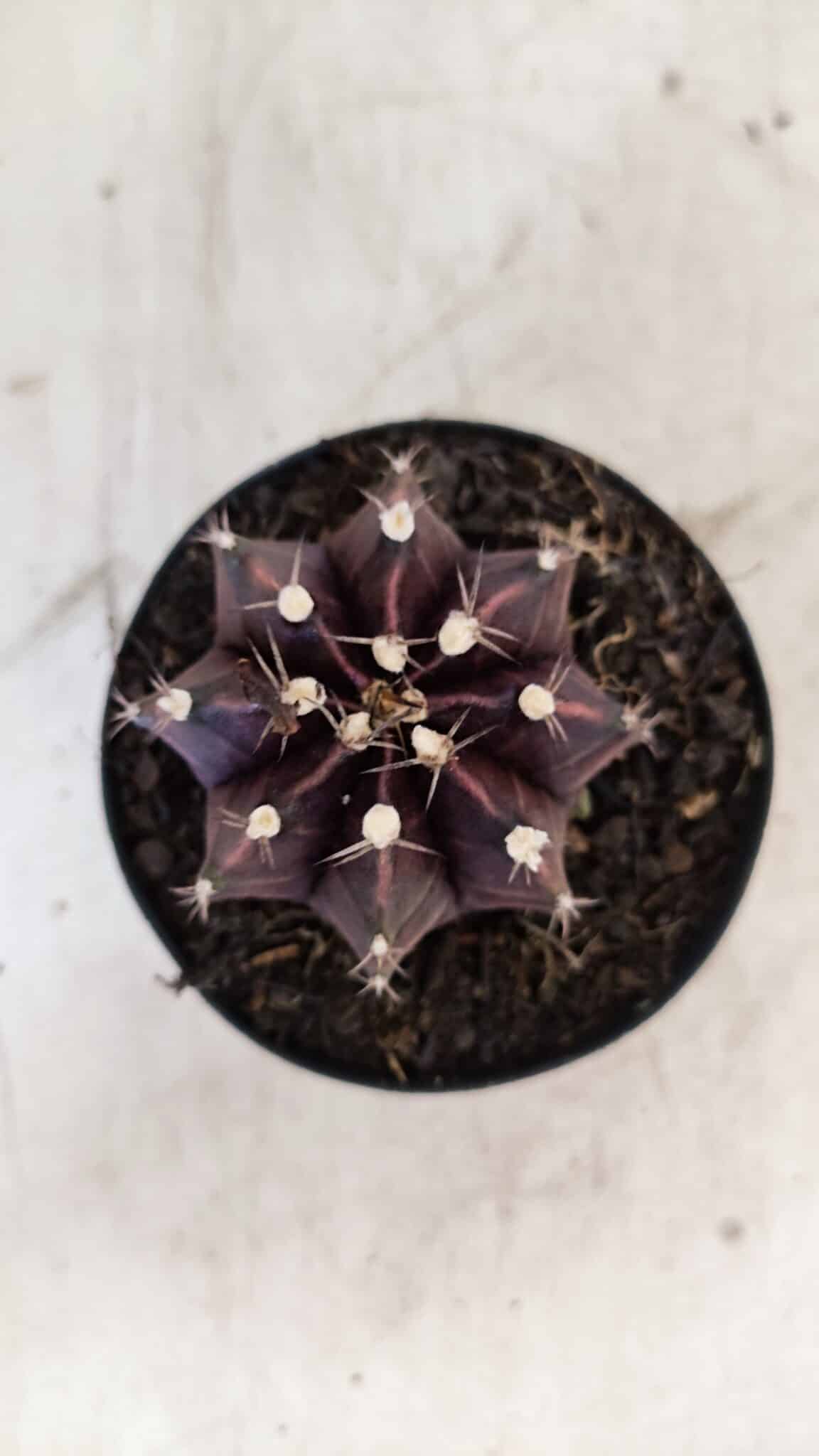 GYMNOCALYCIUM Mihanovichii Purple Nº 110 – vaso 09